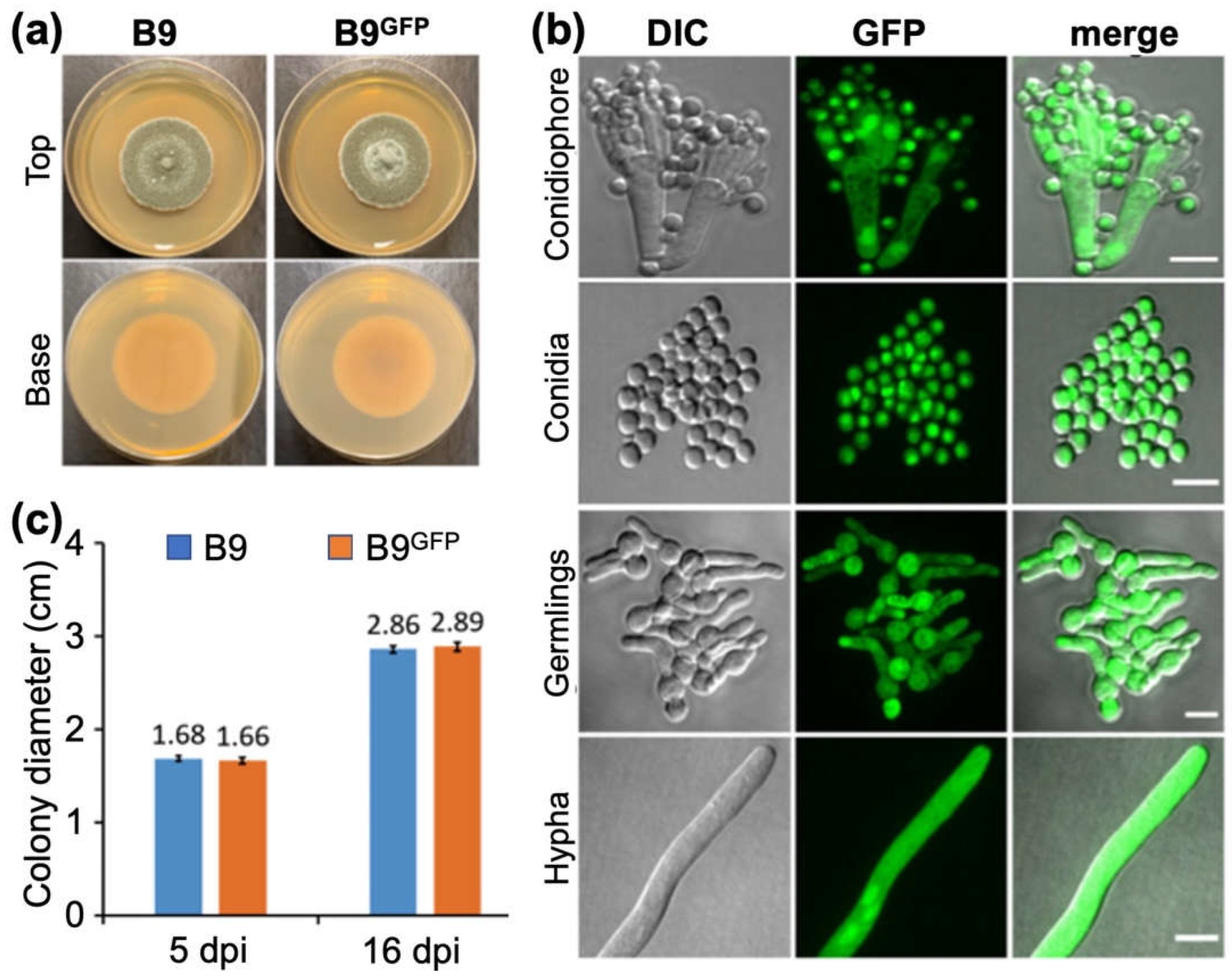 Preprints 69184 g004