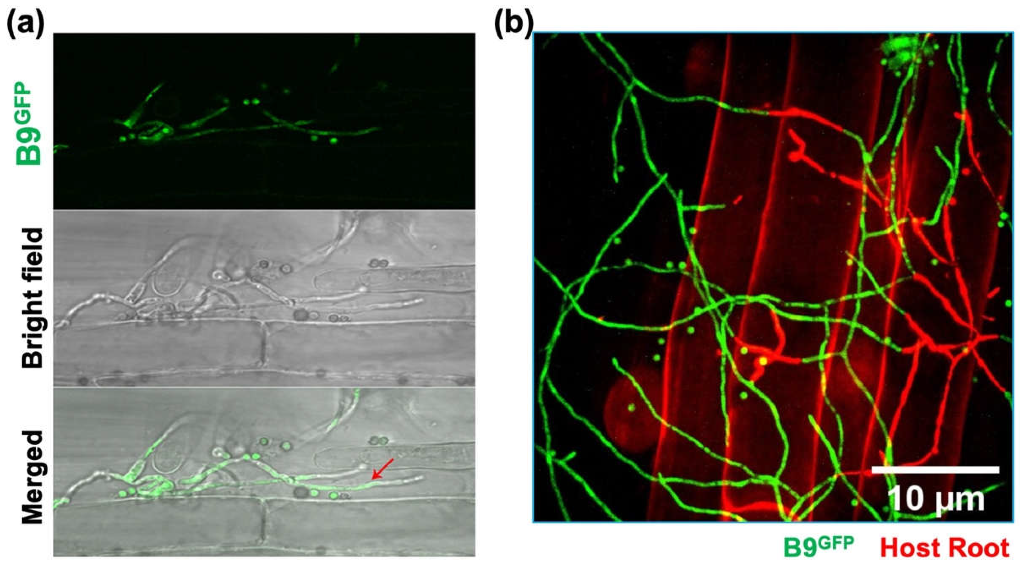 Preprints 69184 g005