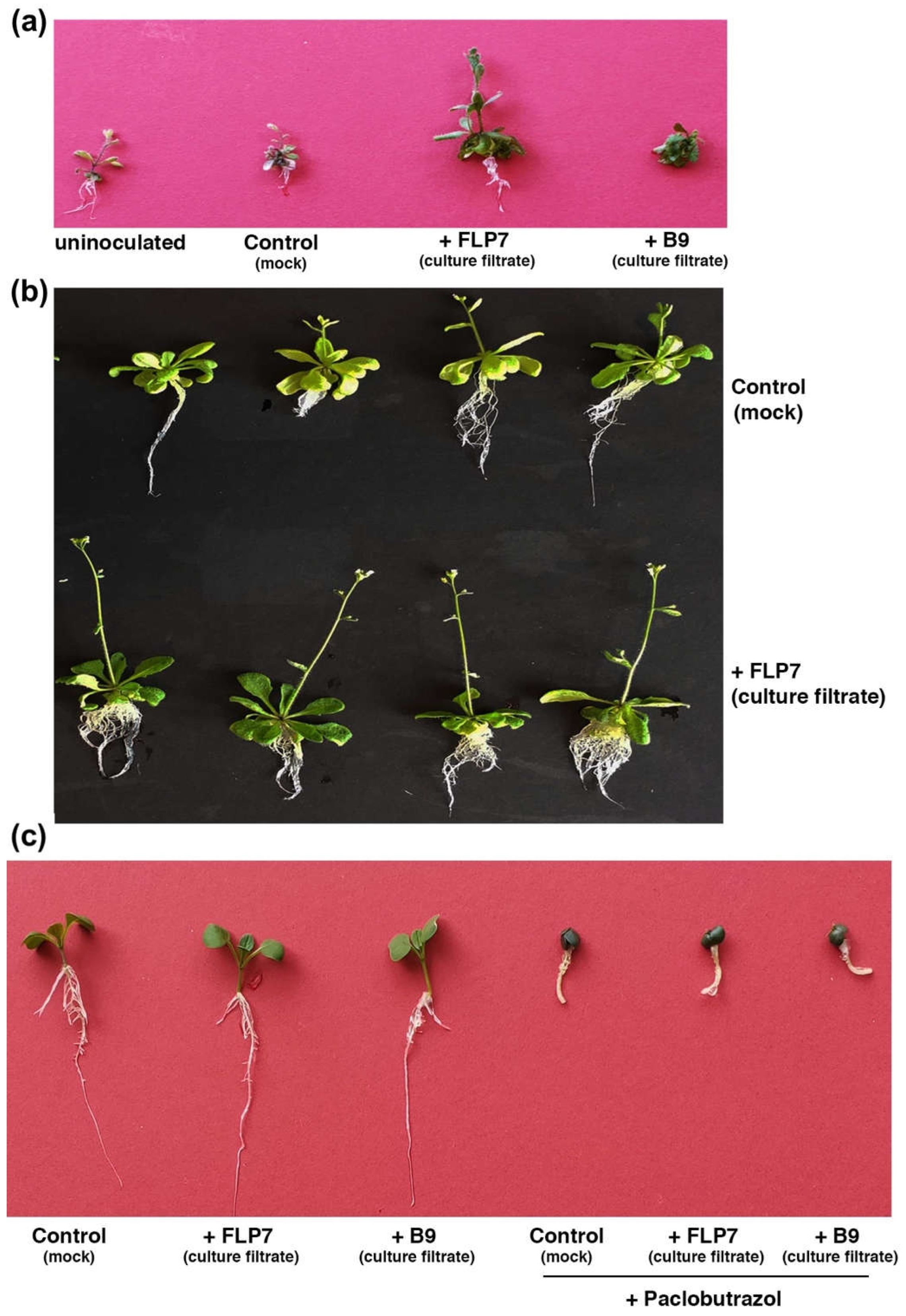 Preprints 69184 g006
