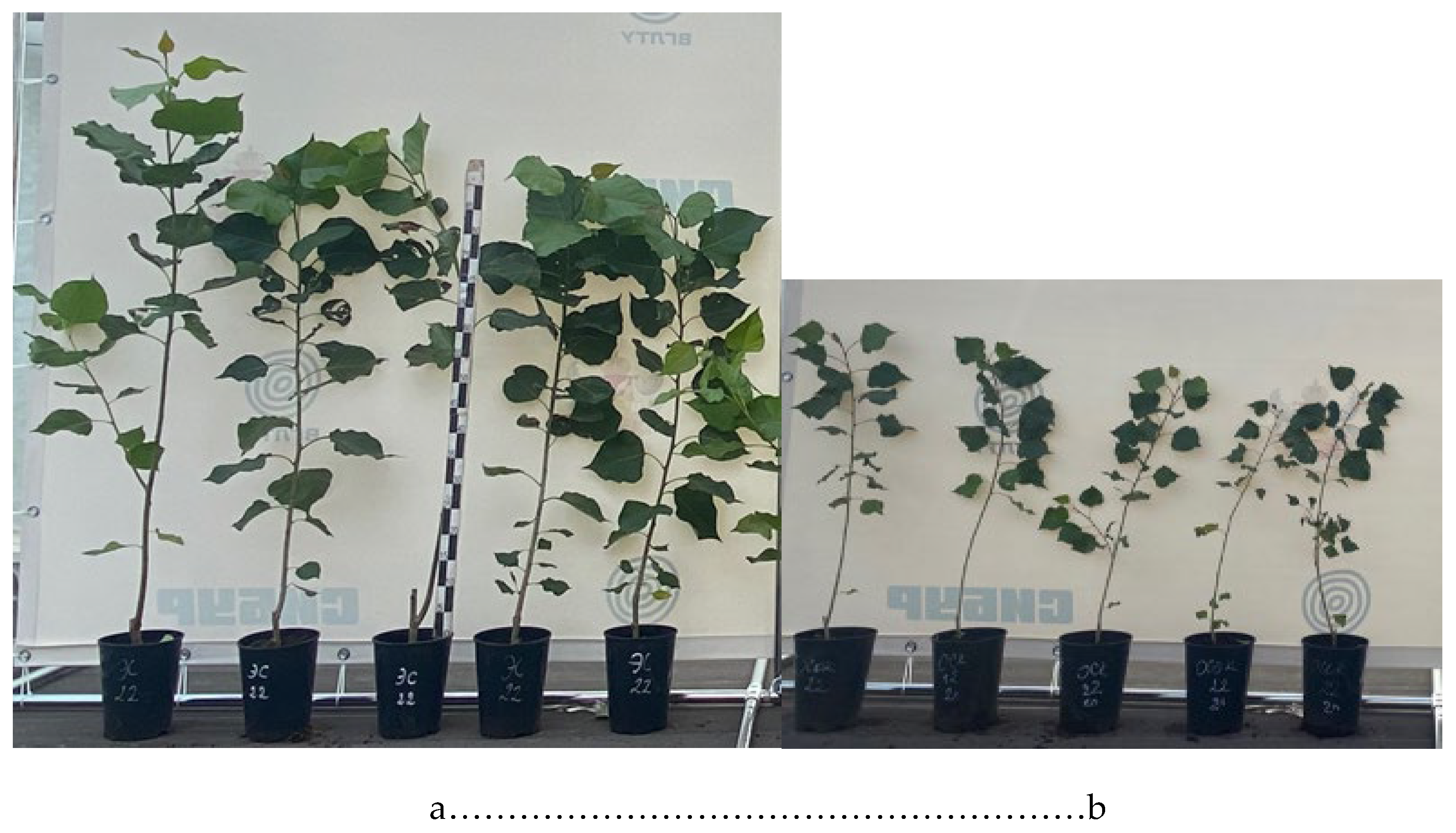 Preprints 146365 g005