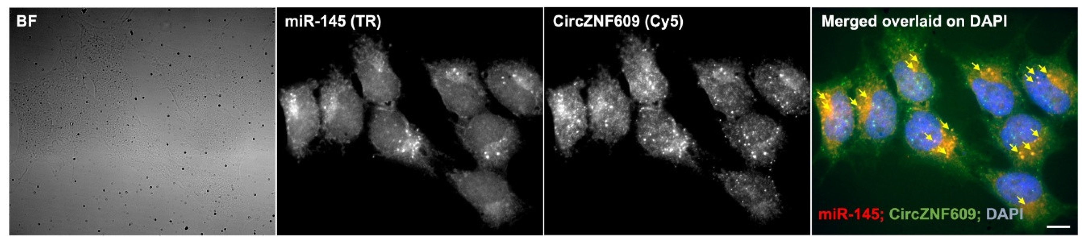 Preprints 187121 g006