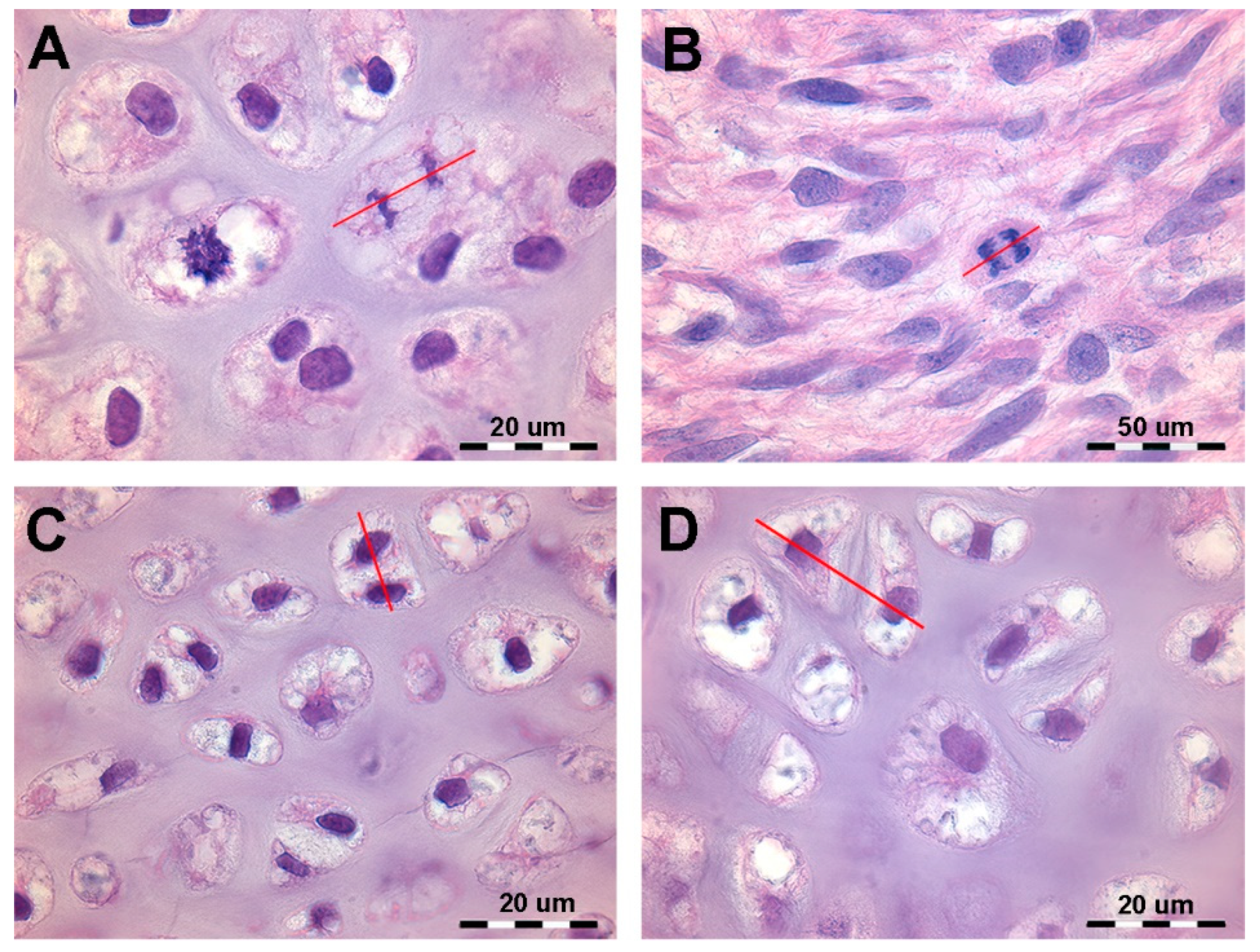 Preprints 114373 g001