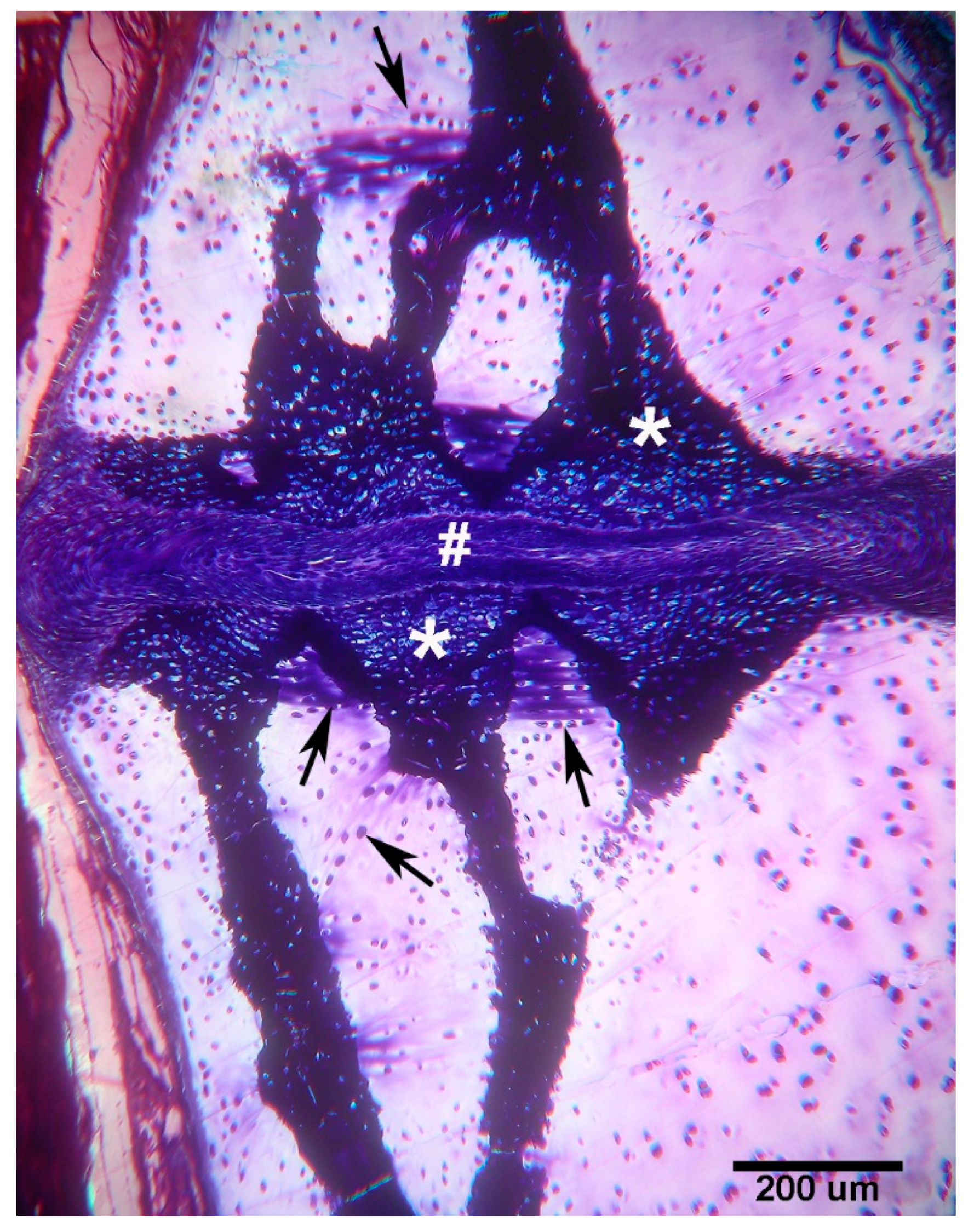 Preprints 114373 g005