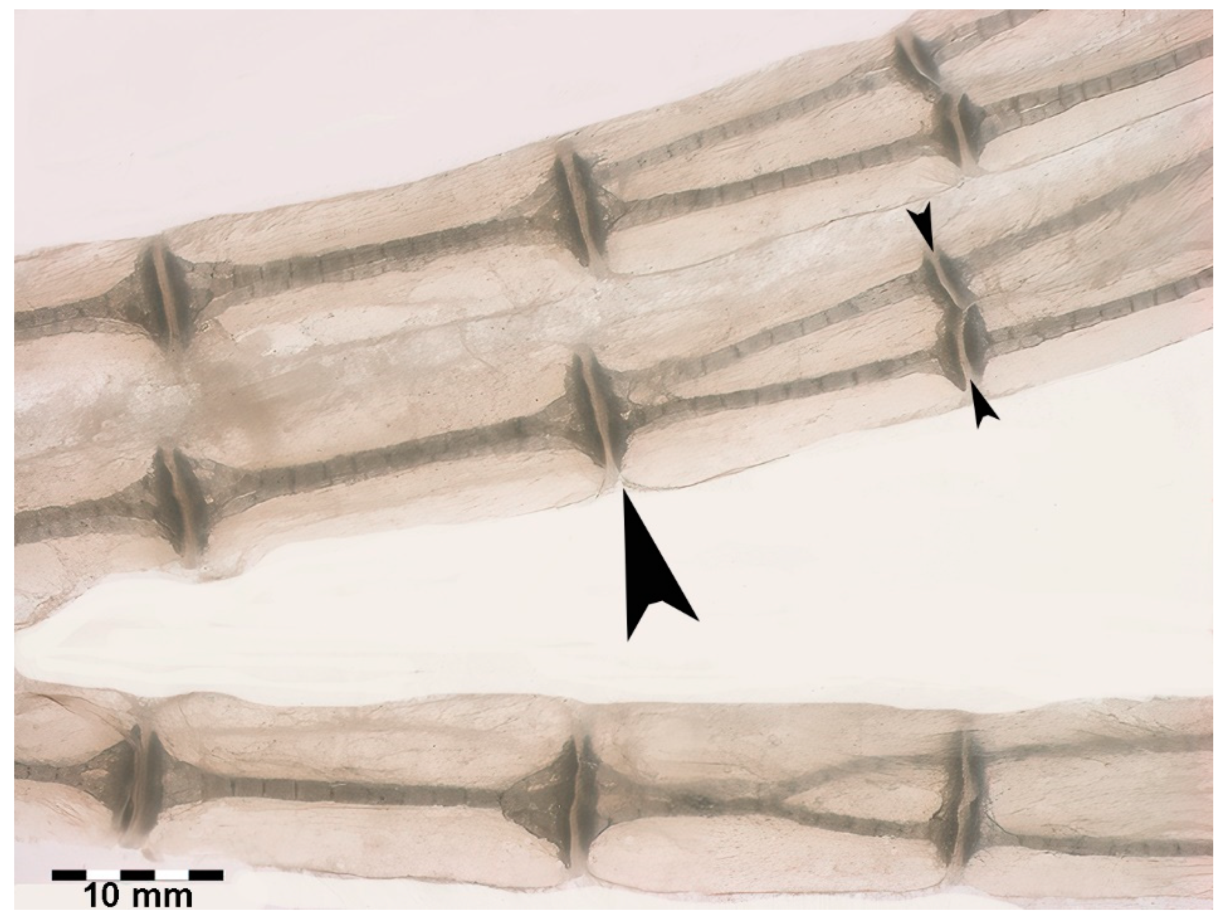 Preprints 114373 g007