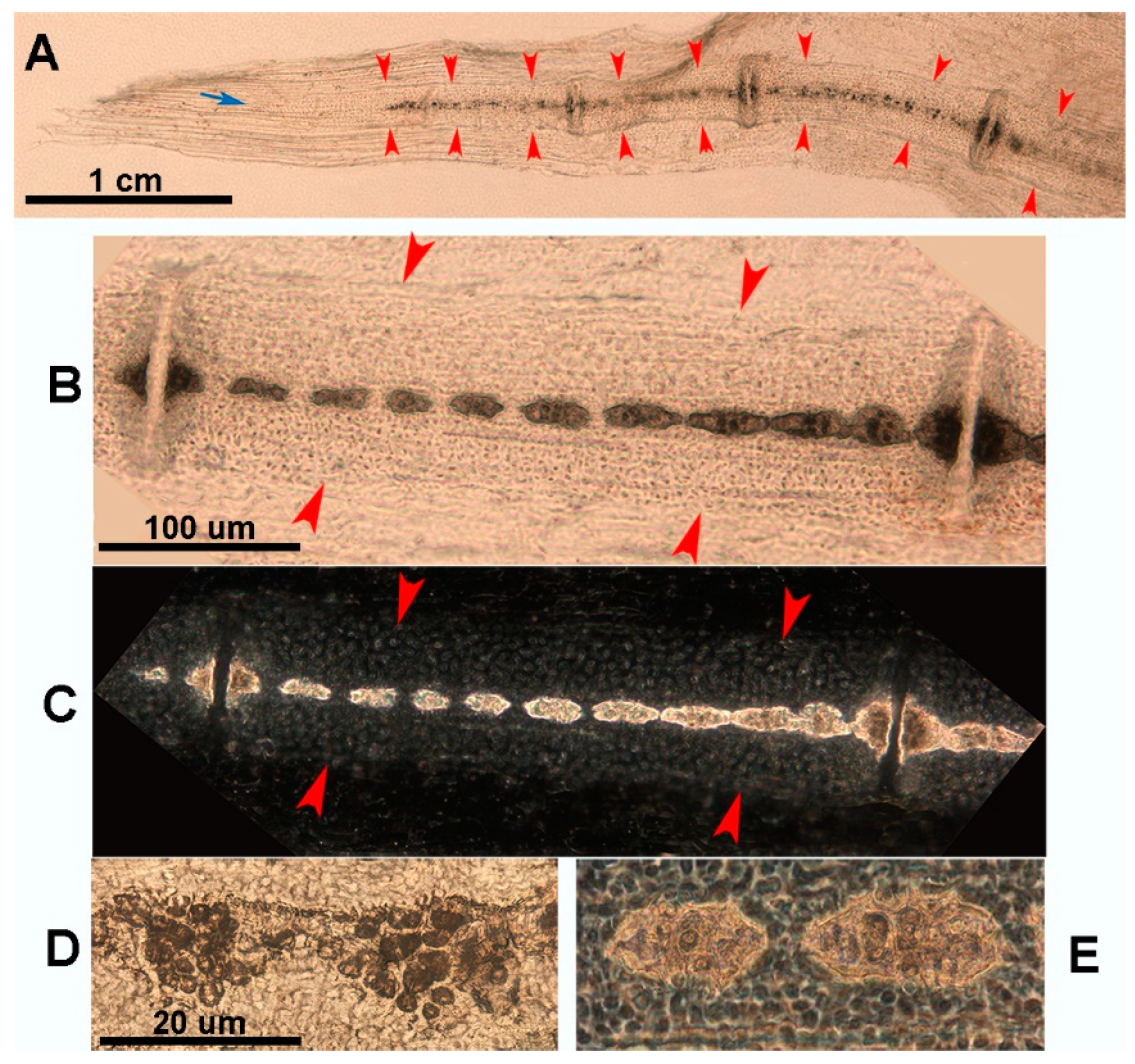 Preprints 114373 g008