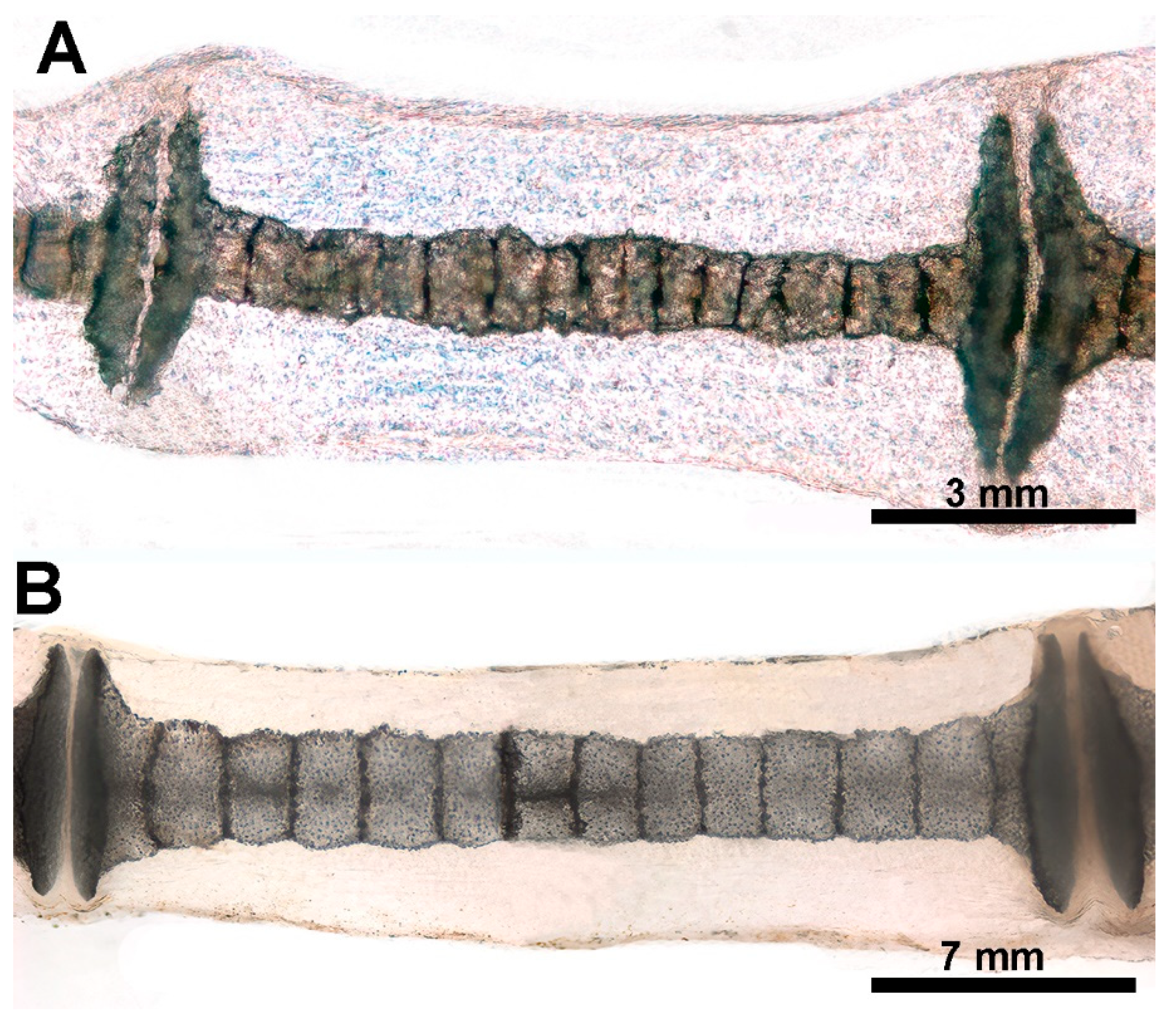 Preprints 114373 g009