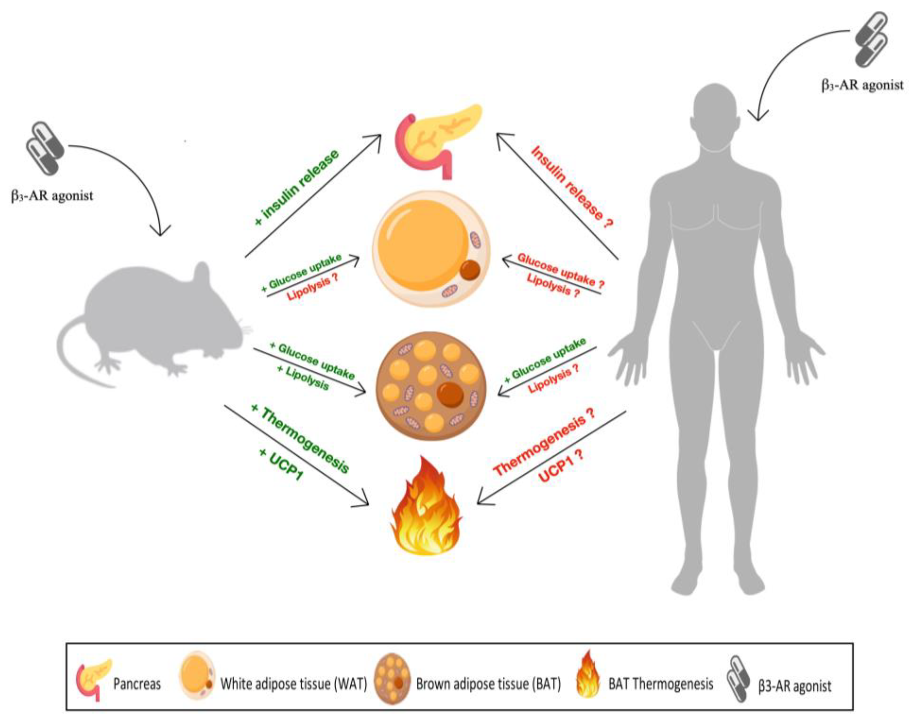 Preprints 87354 g001
