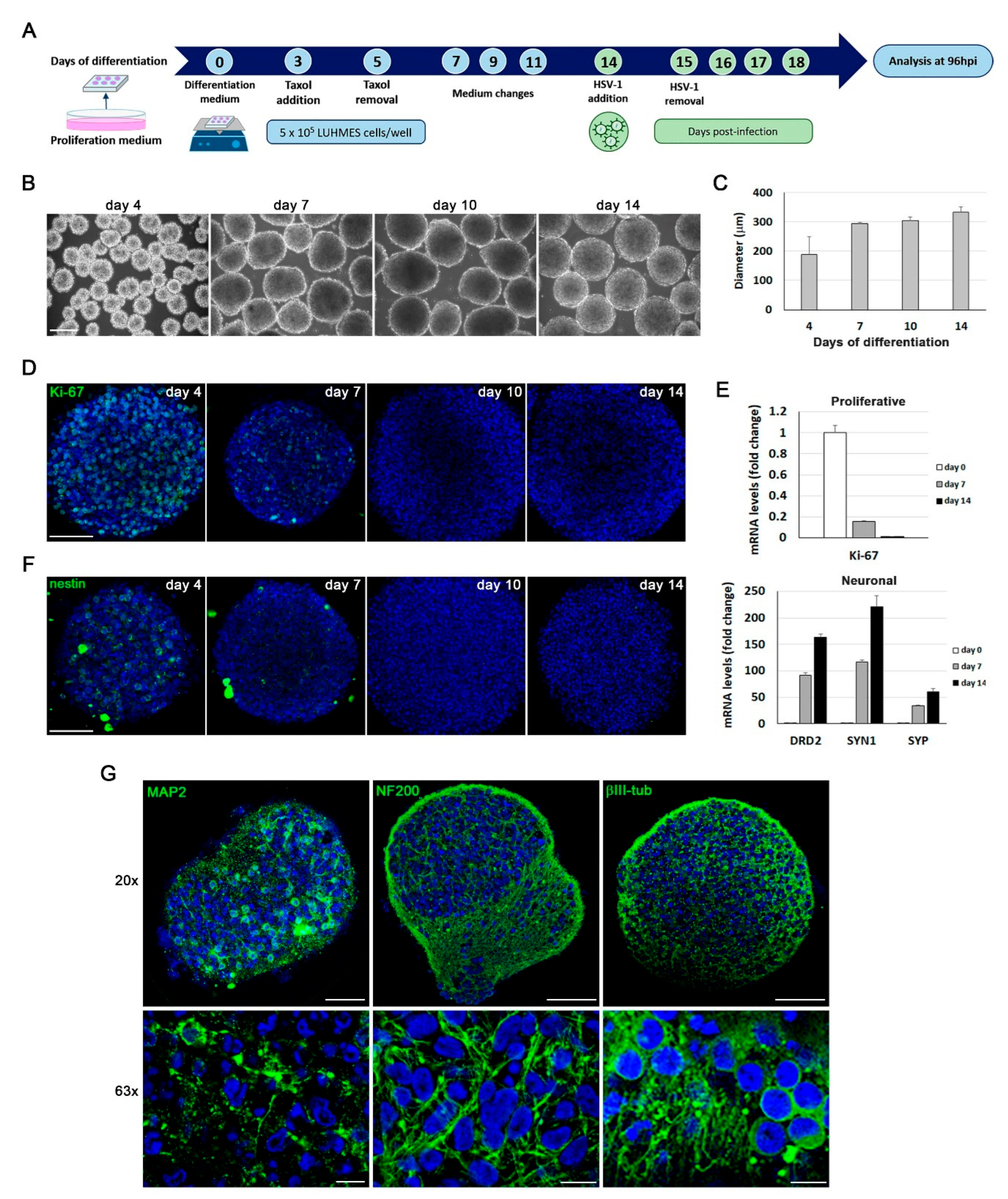 Preprints 183692 g005