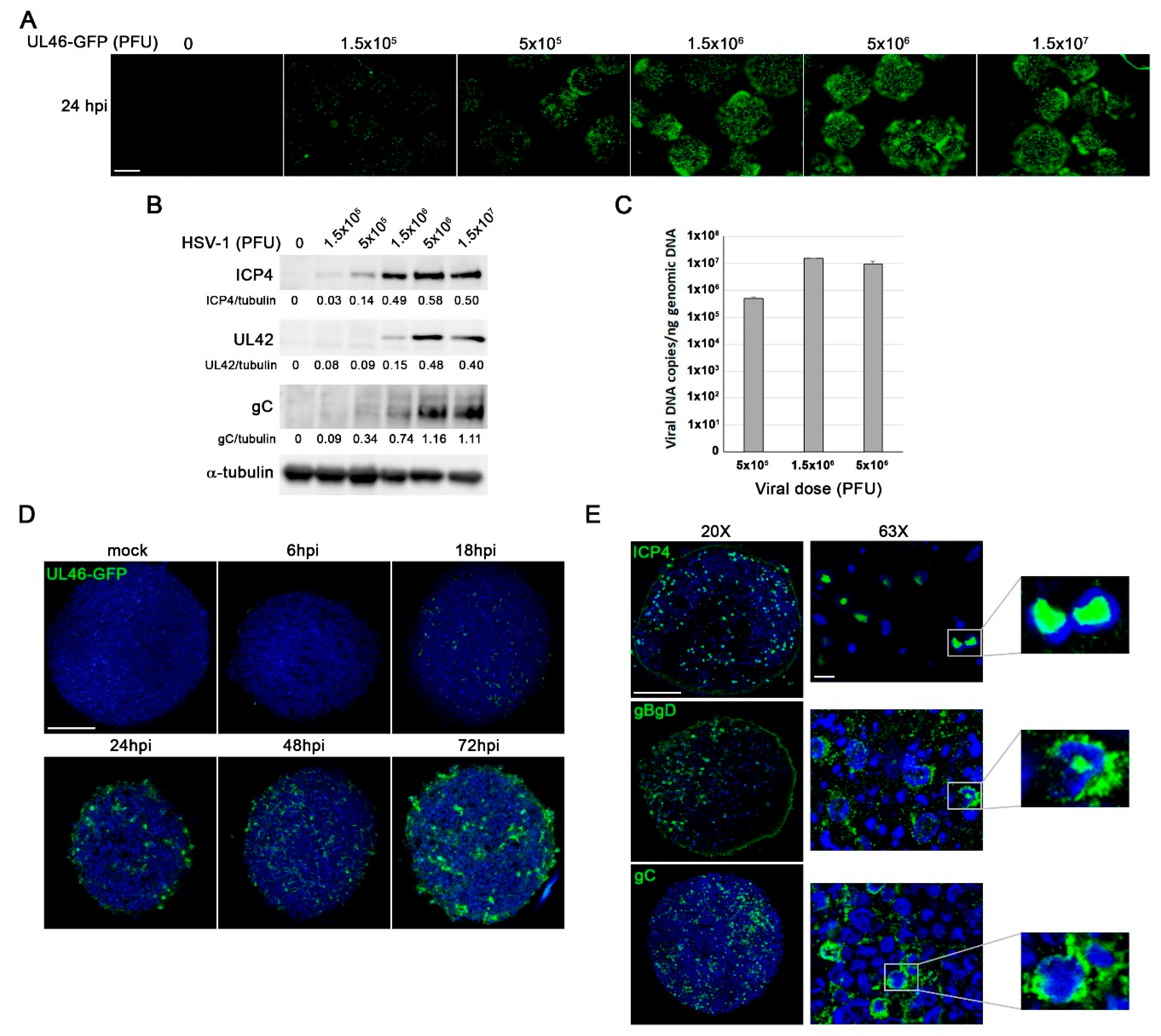 Preprints 183692 g006