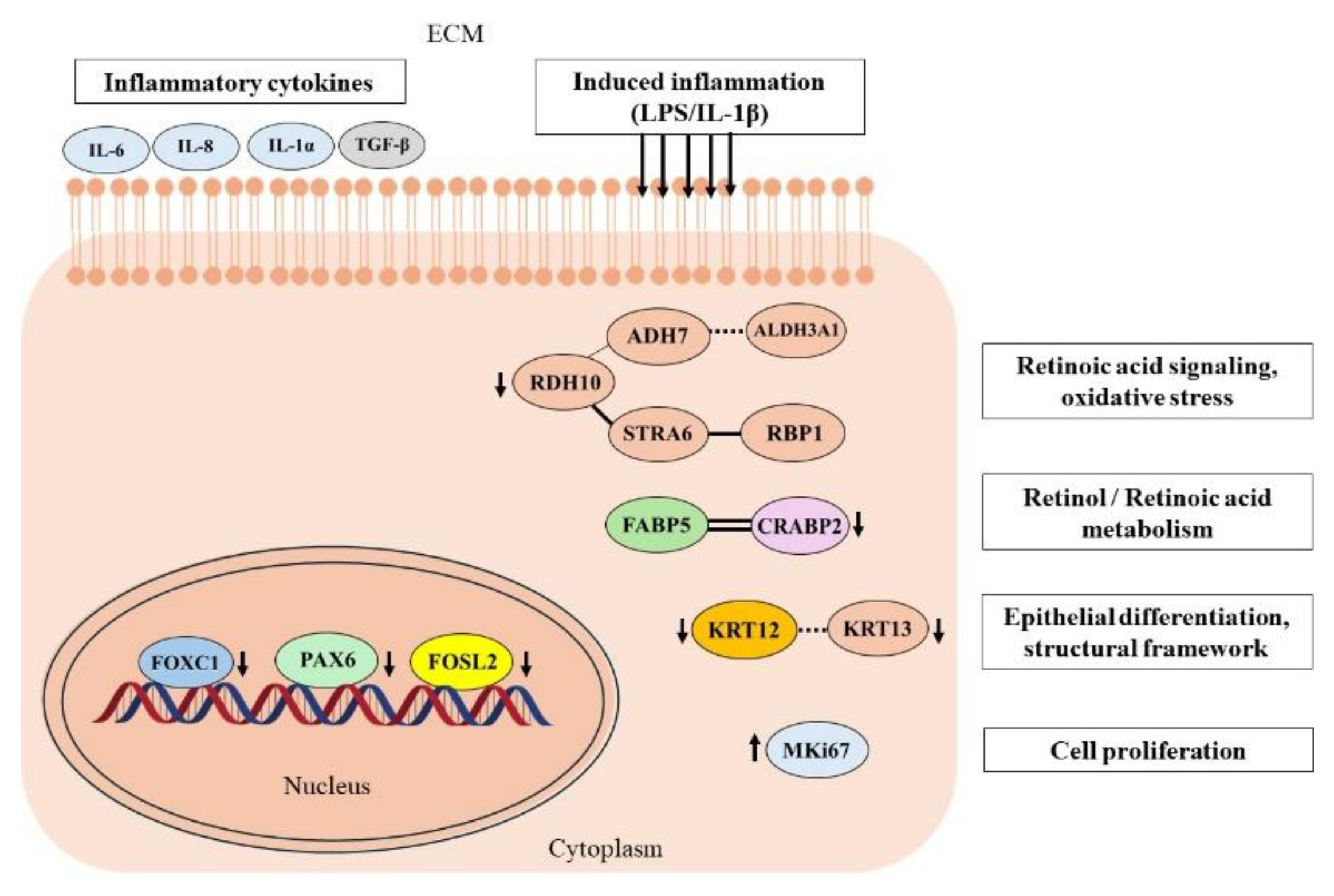 Preprints 193508 g010