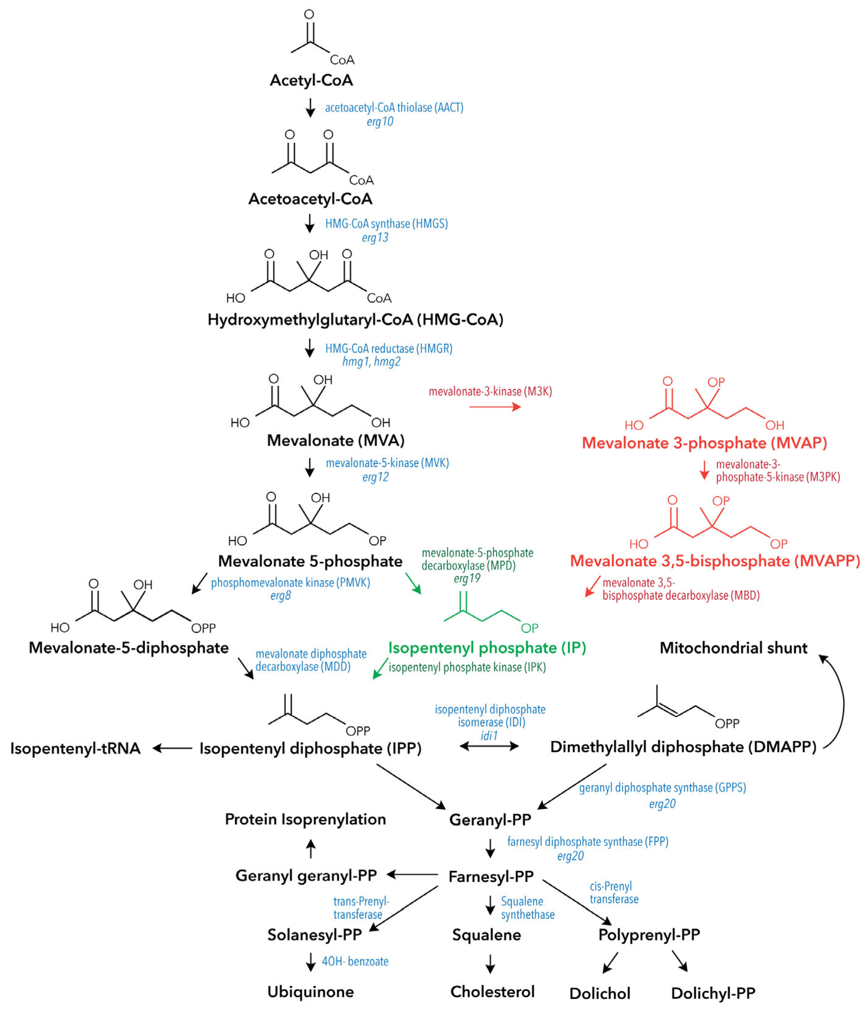 liposomal glutathione acne Skin Inflammation & Acne: Can Liposomal Glutathione Help?  Cellular Prime