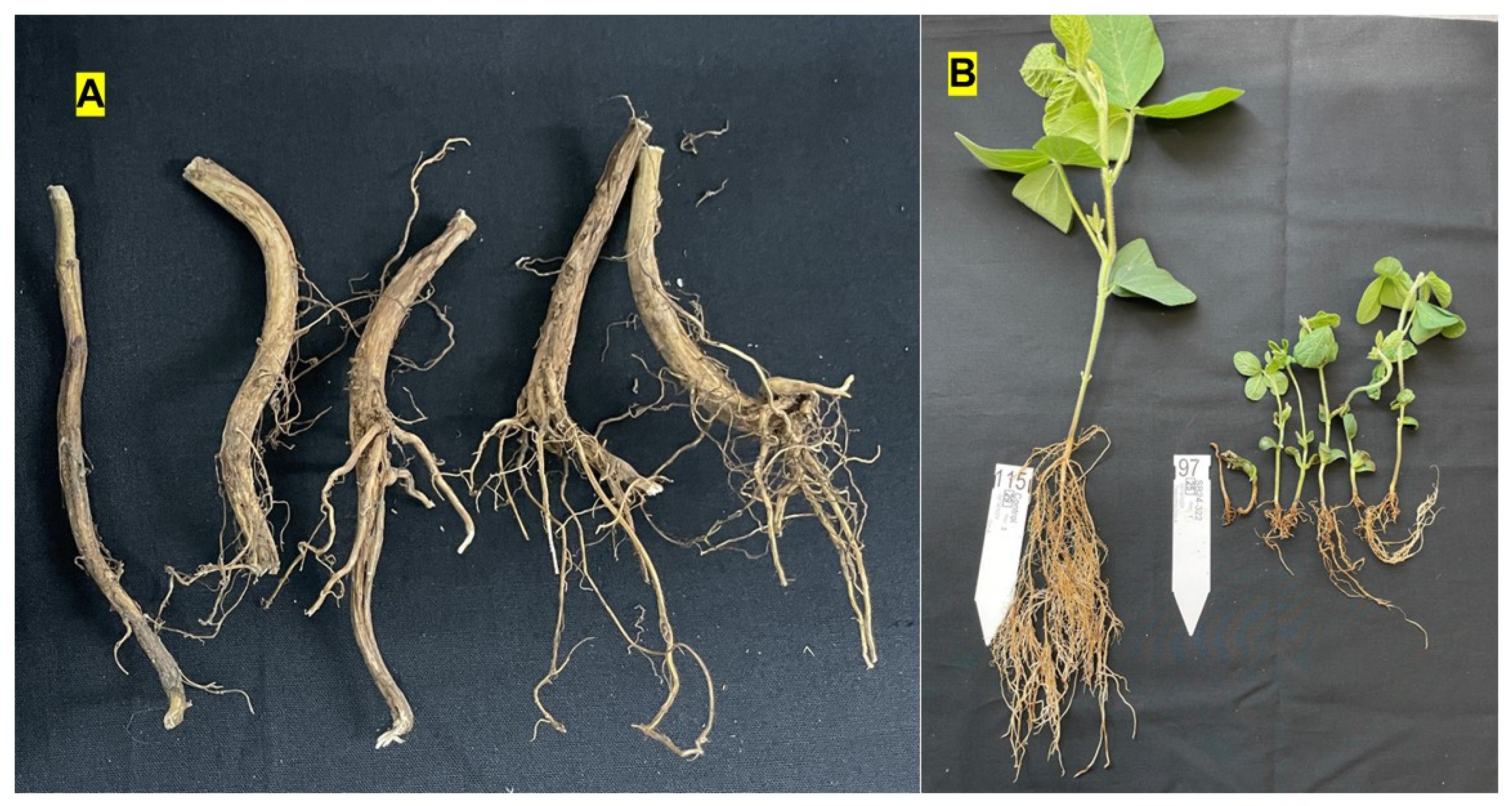 Preprints 194032 g001