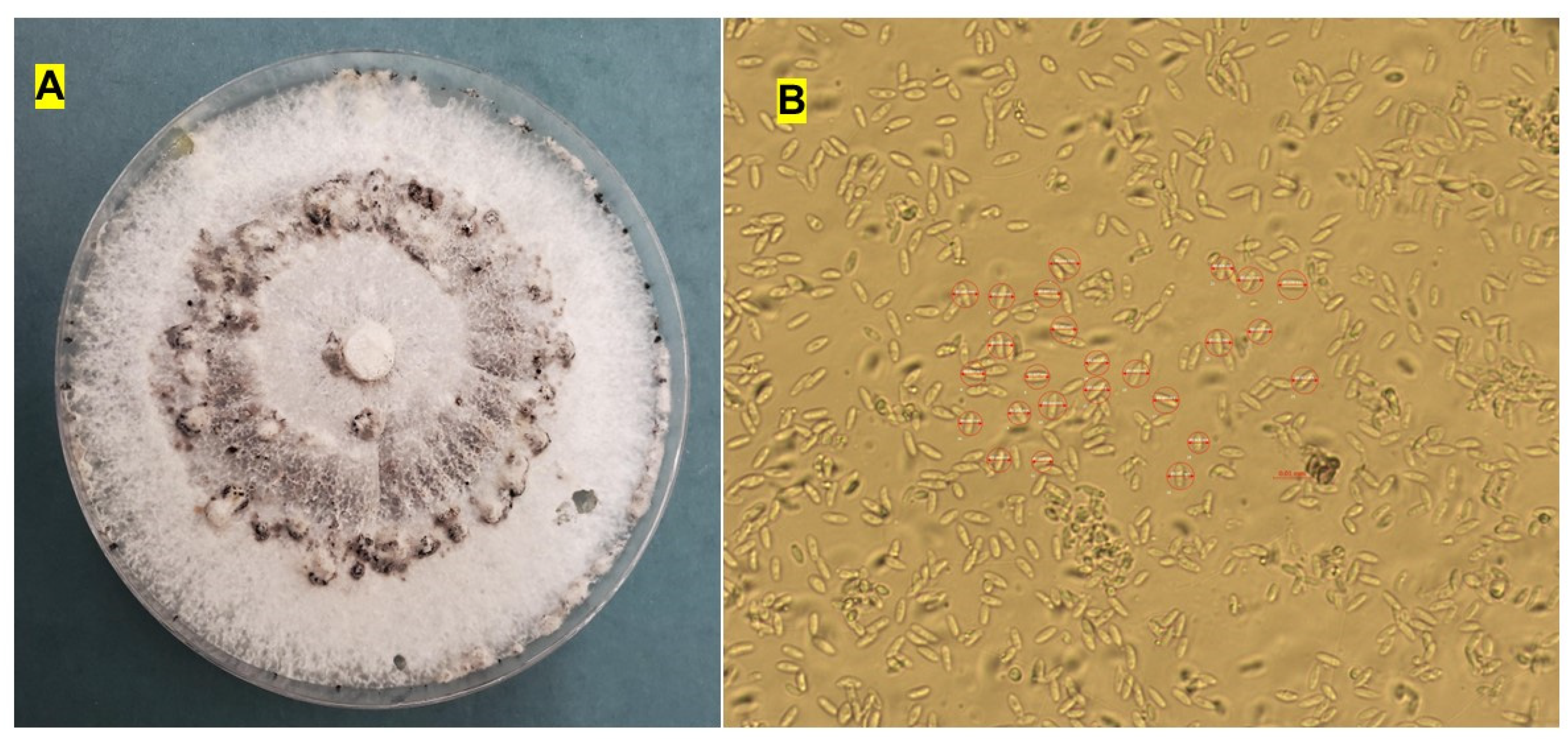 Preprints 194032 g002