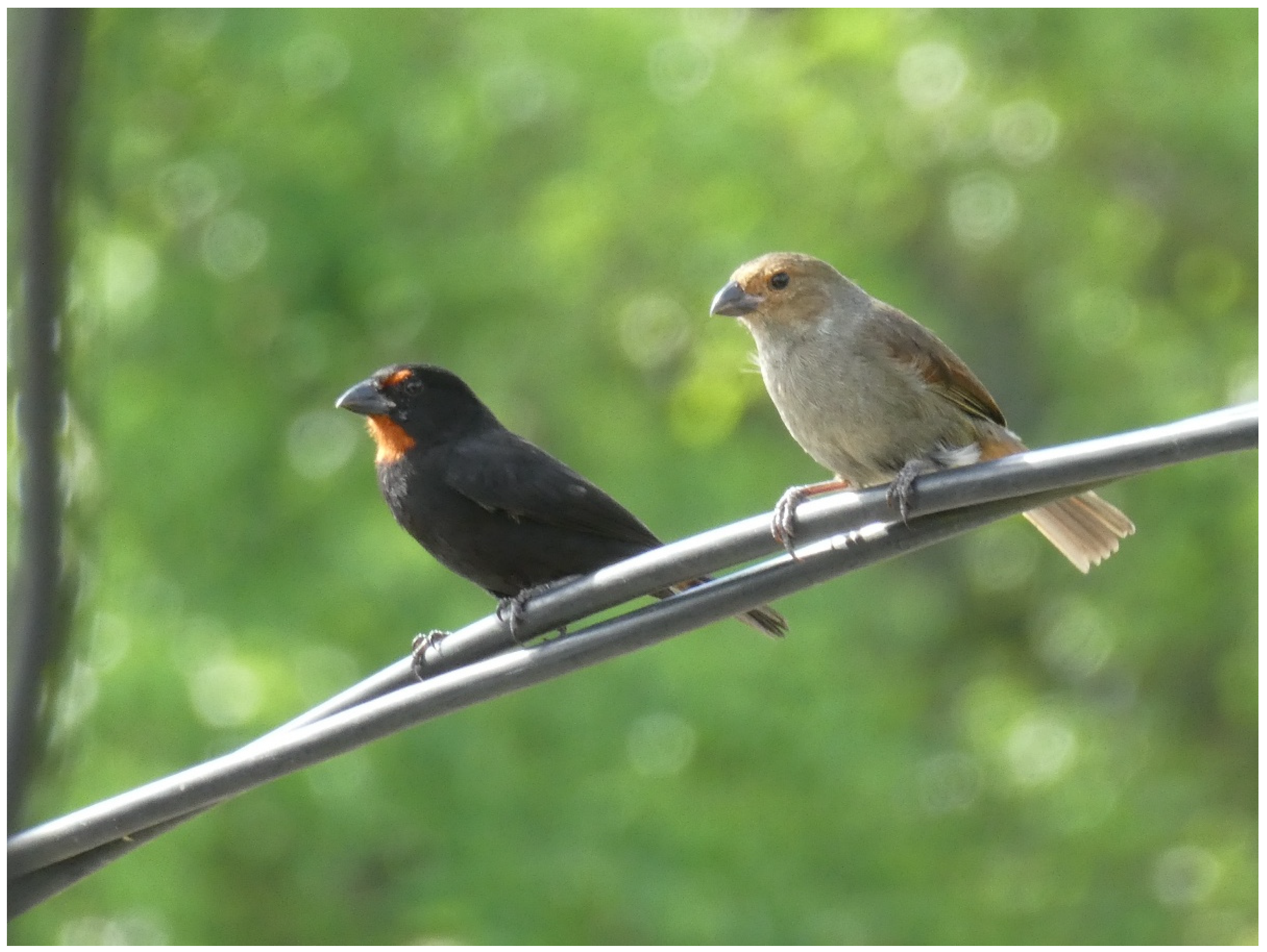 Preprints 176596 g001