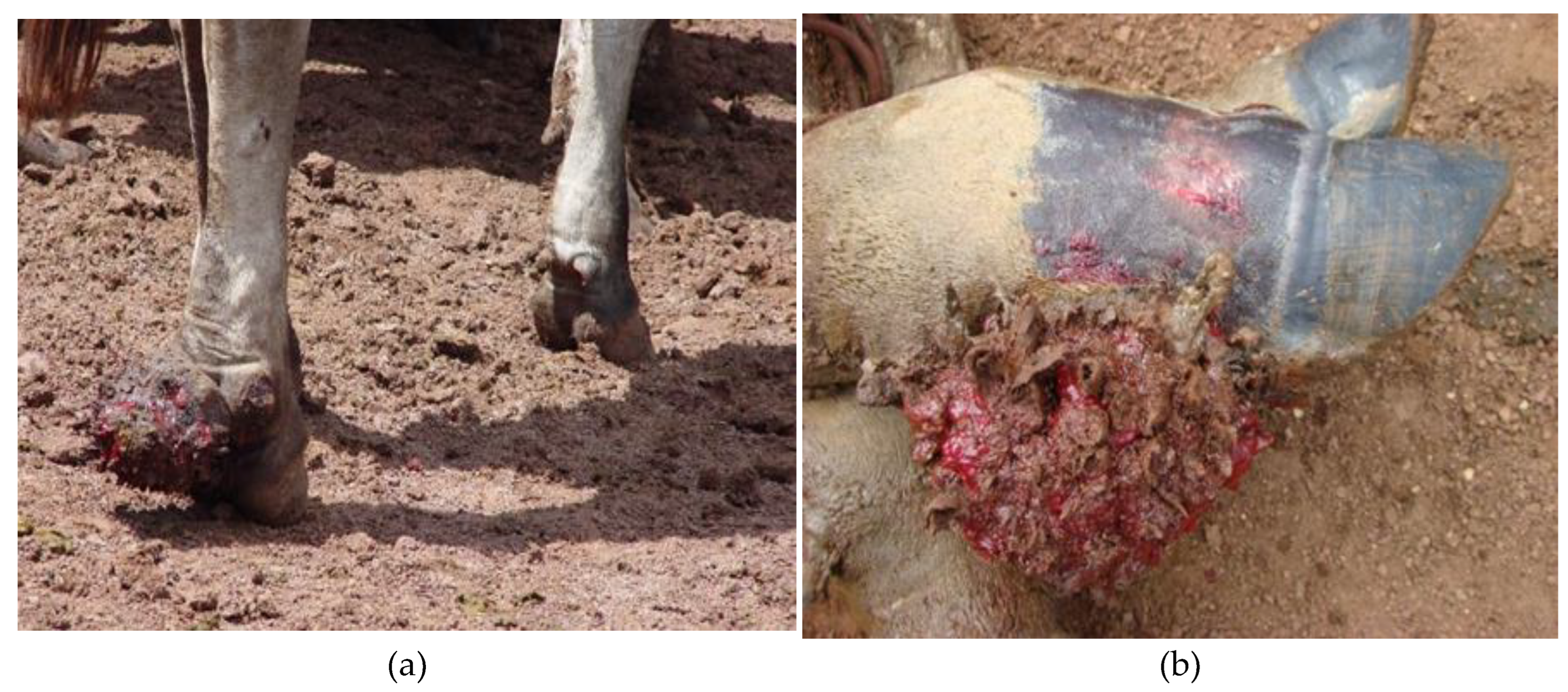 Preprints 88065 g001