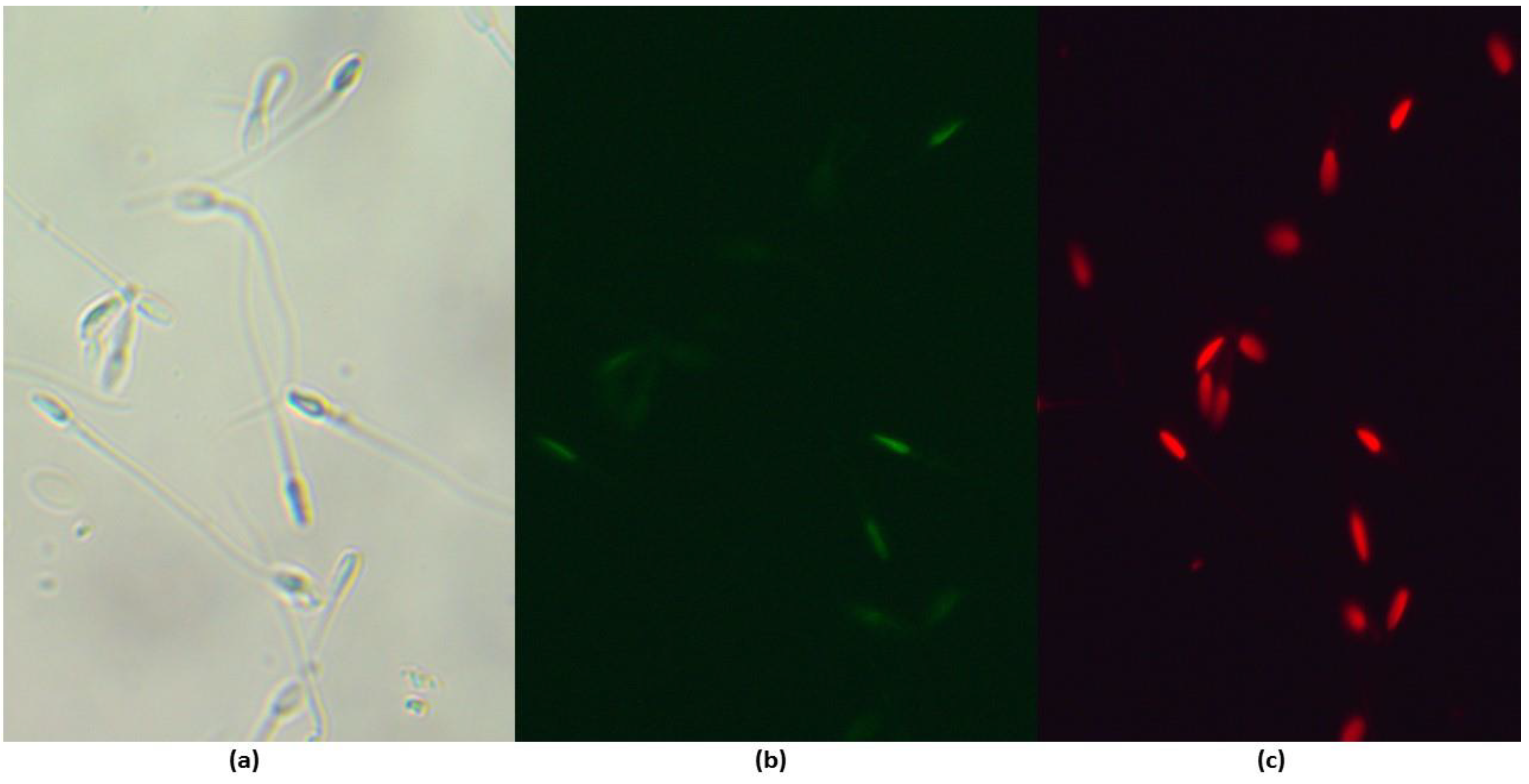 Preprints 73630 g003