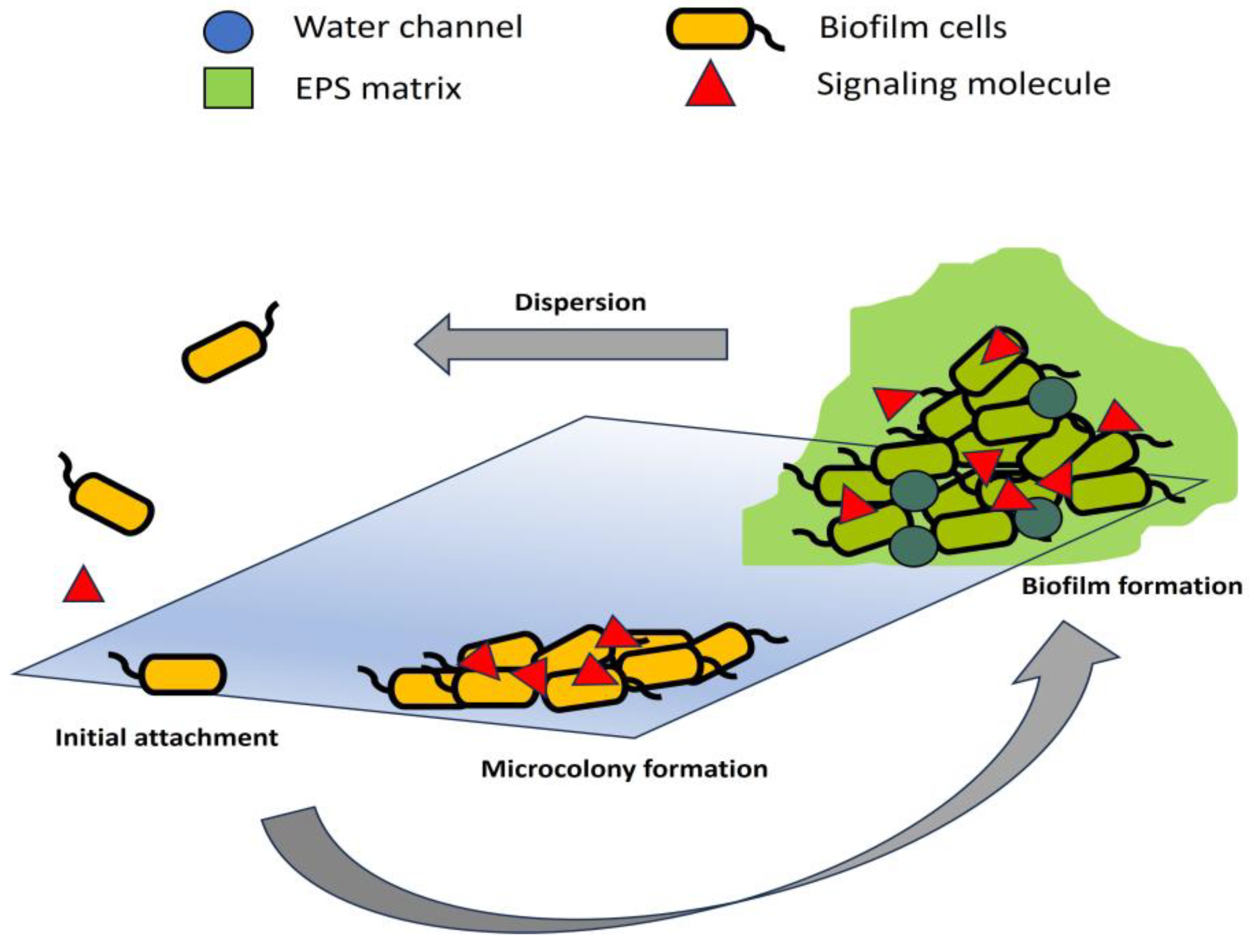 Preprints 188319 g001