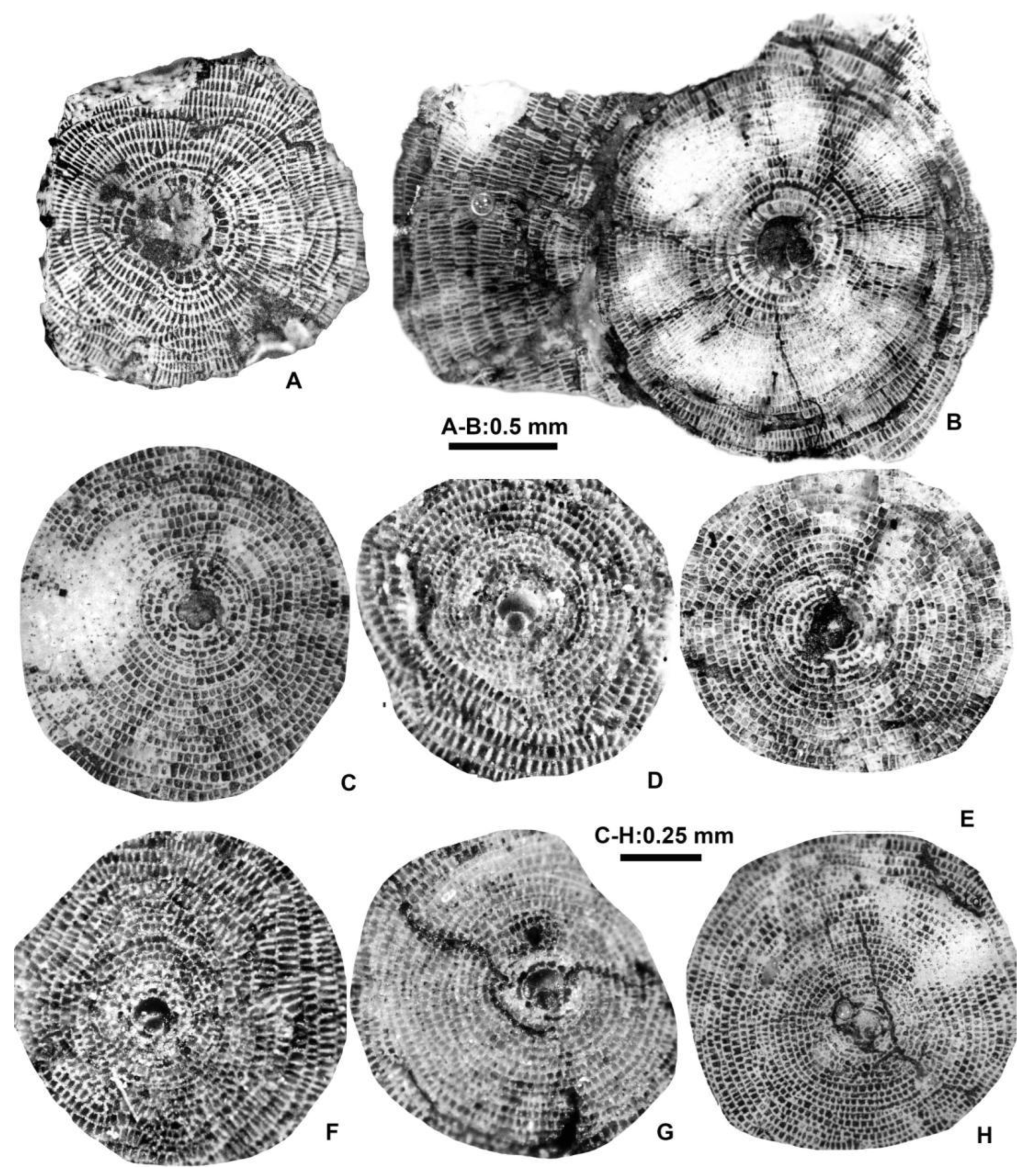 Preprints 164087 g017