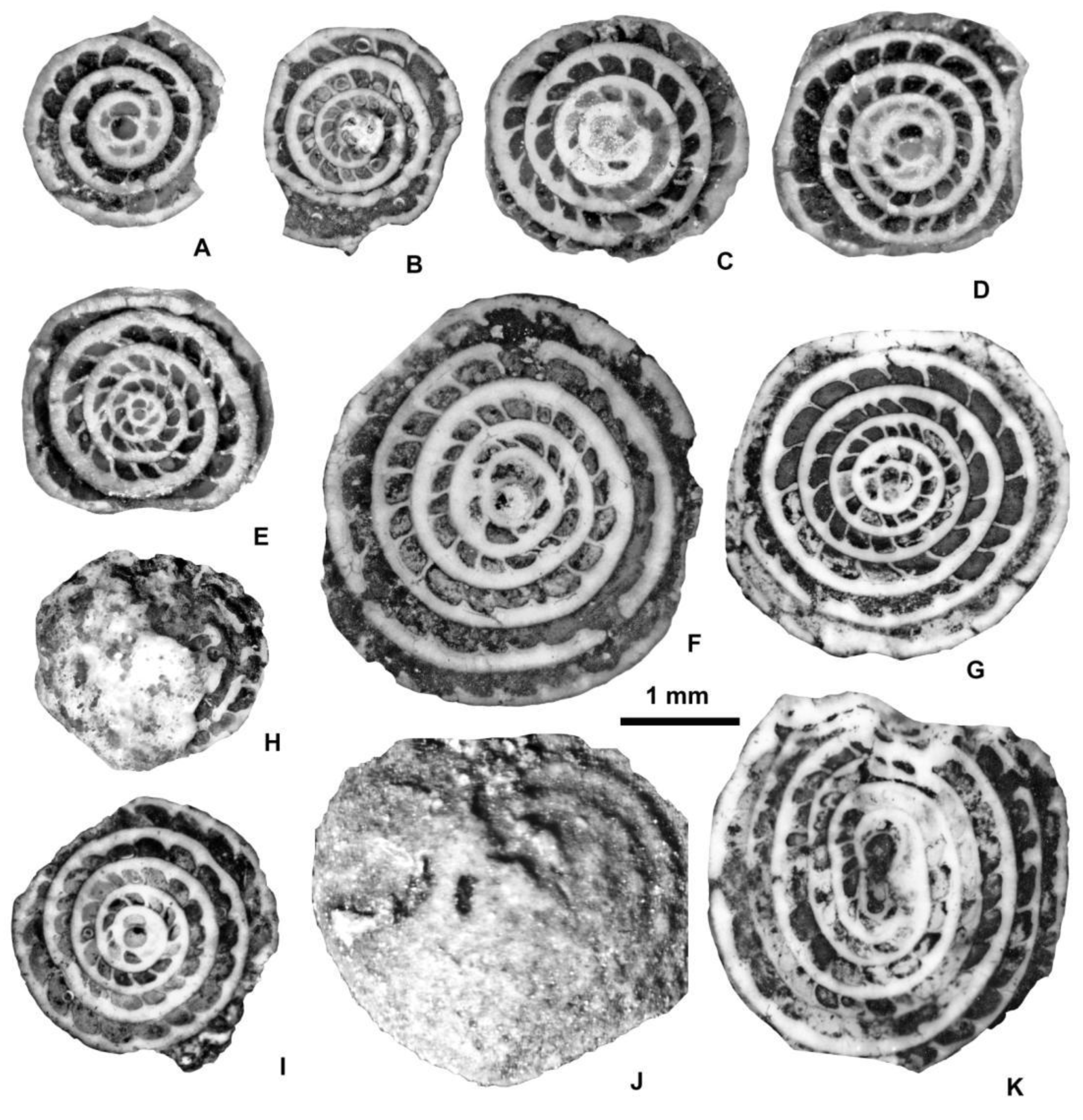 Preprints 164087 g028