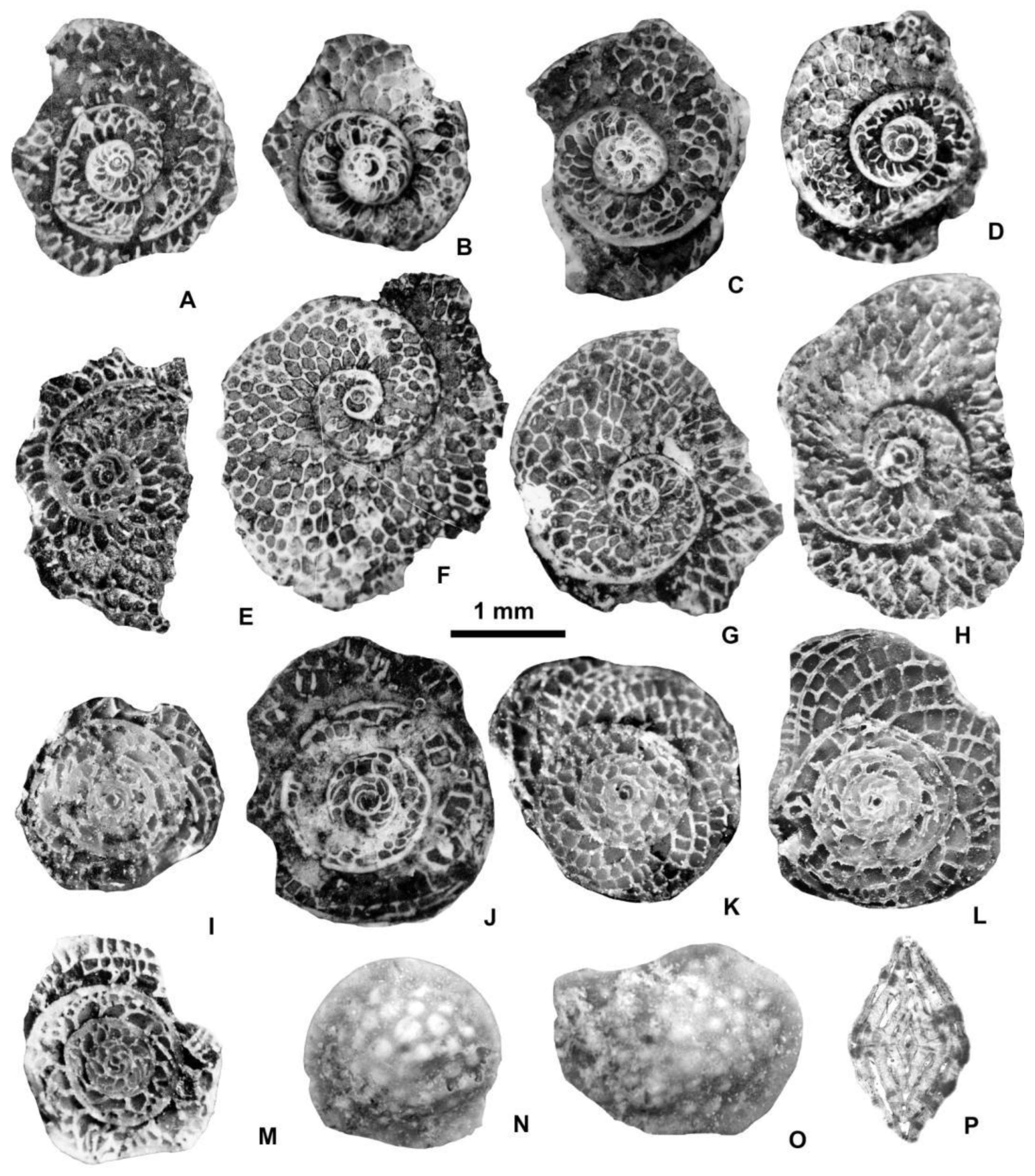 Preprints 164087 g033