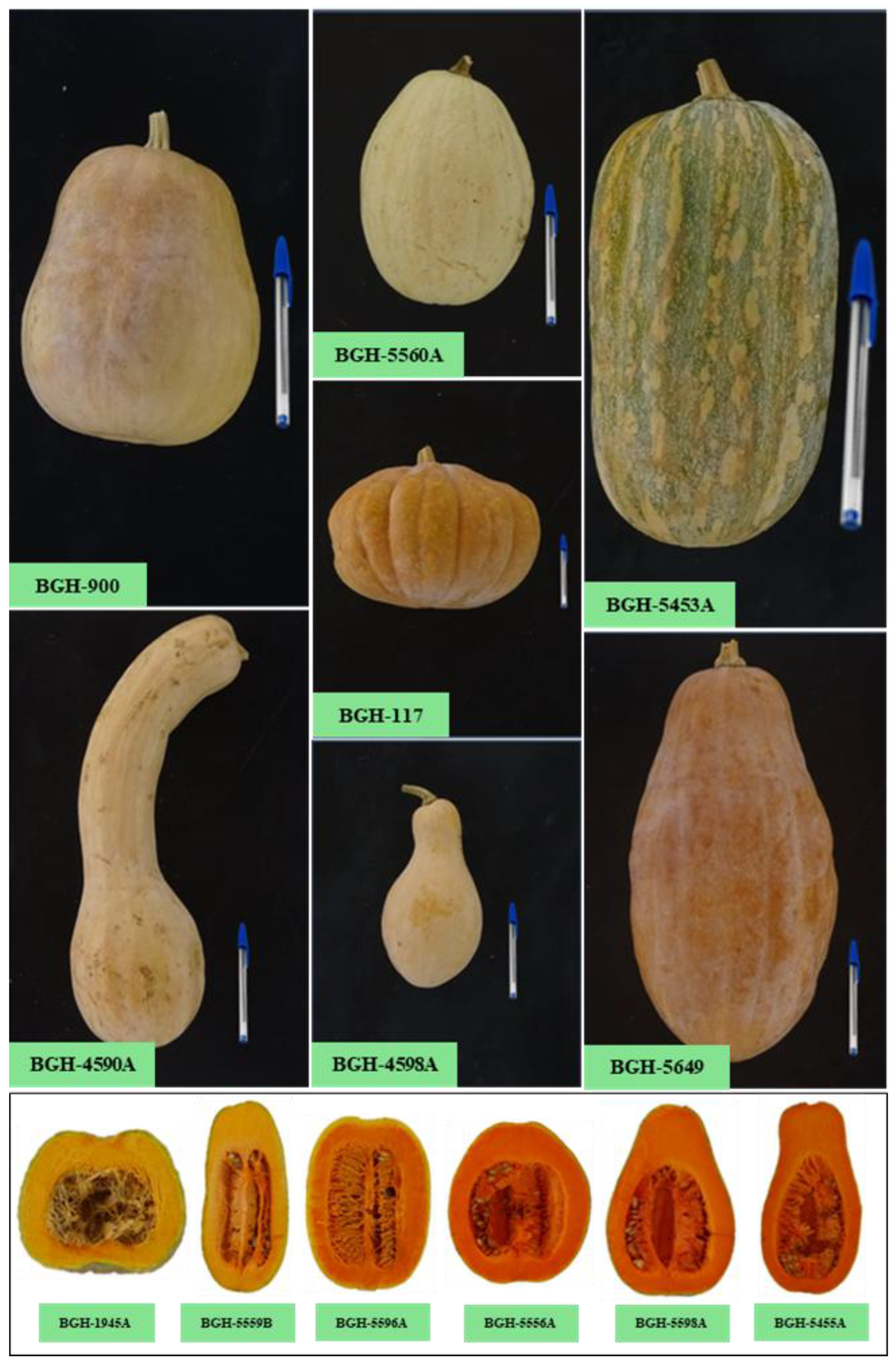 Preprints 163139 g001