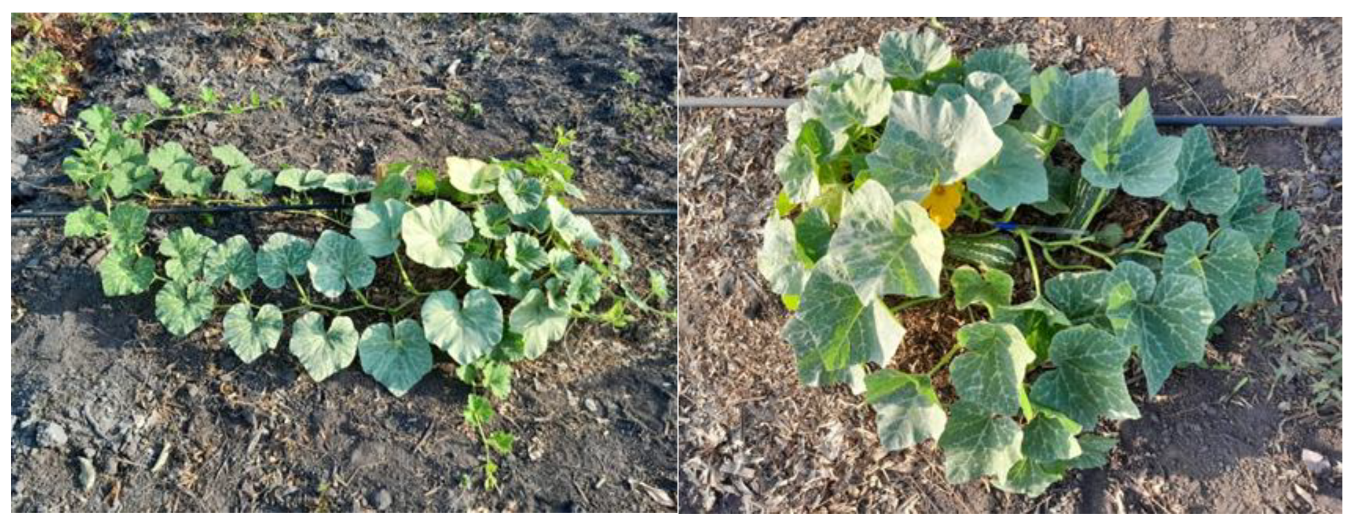 Preprints 163139 g003