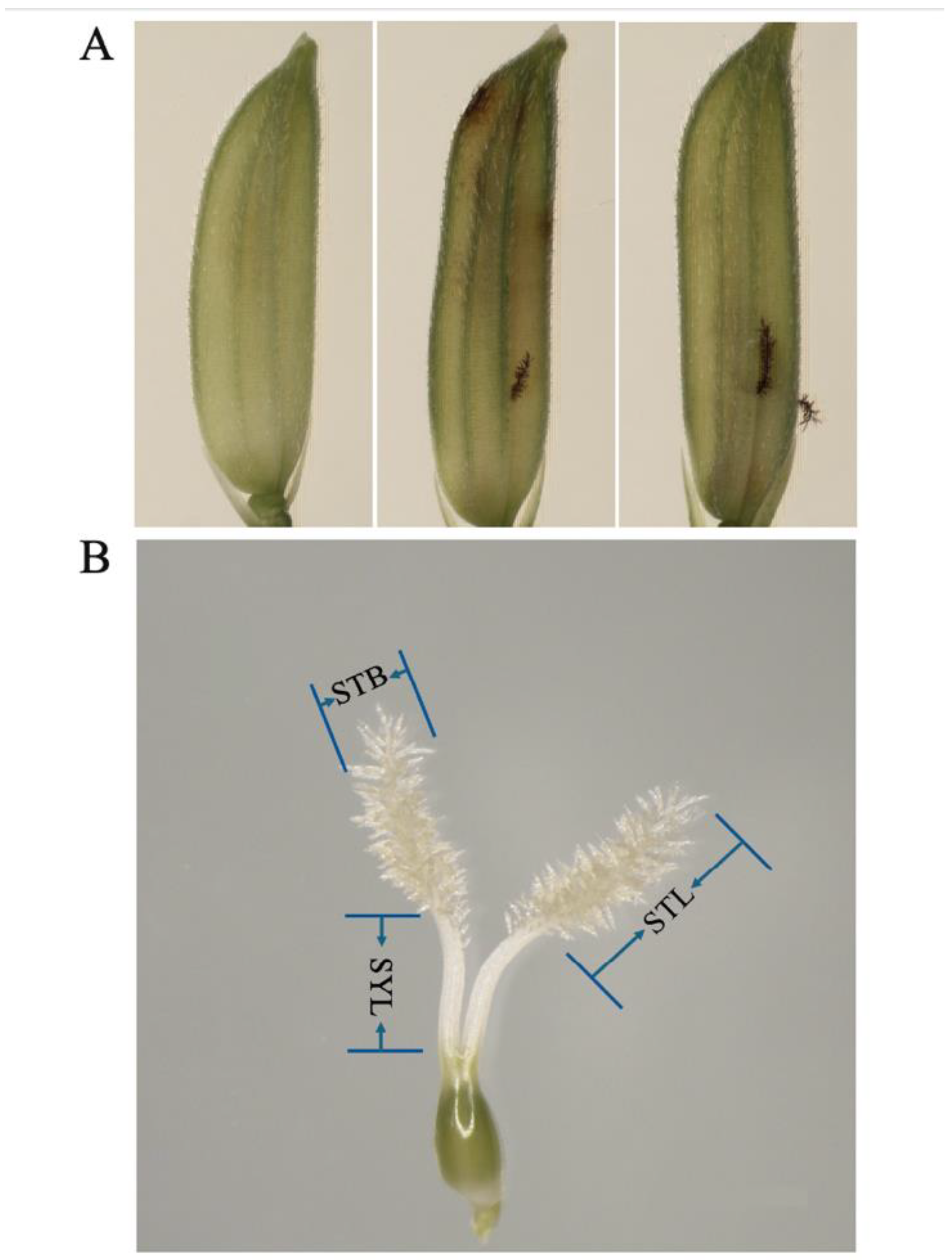 Preprints 137848 g001