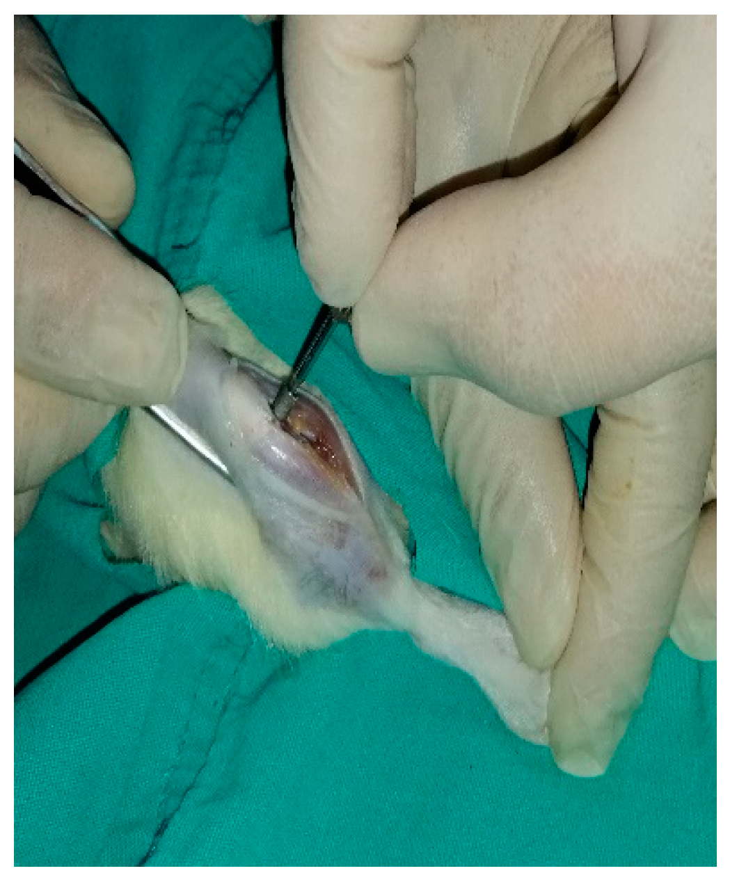 Preprints 140426 g002