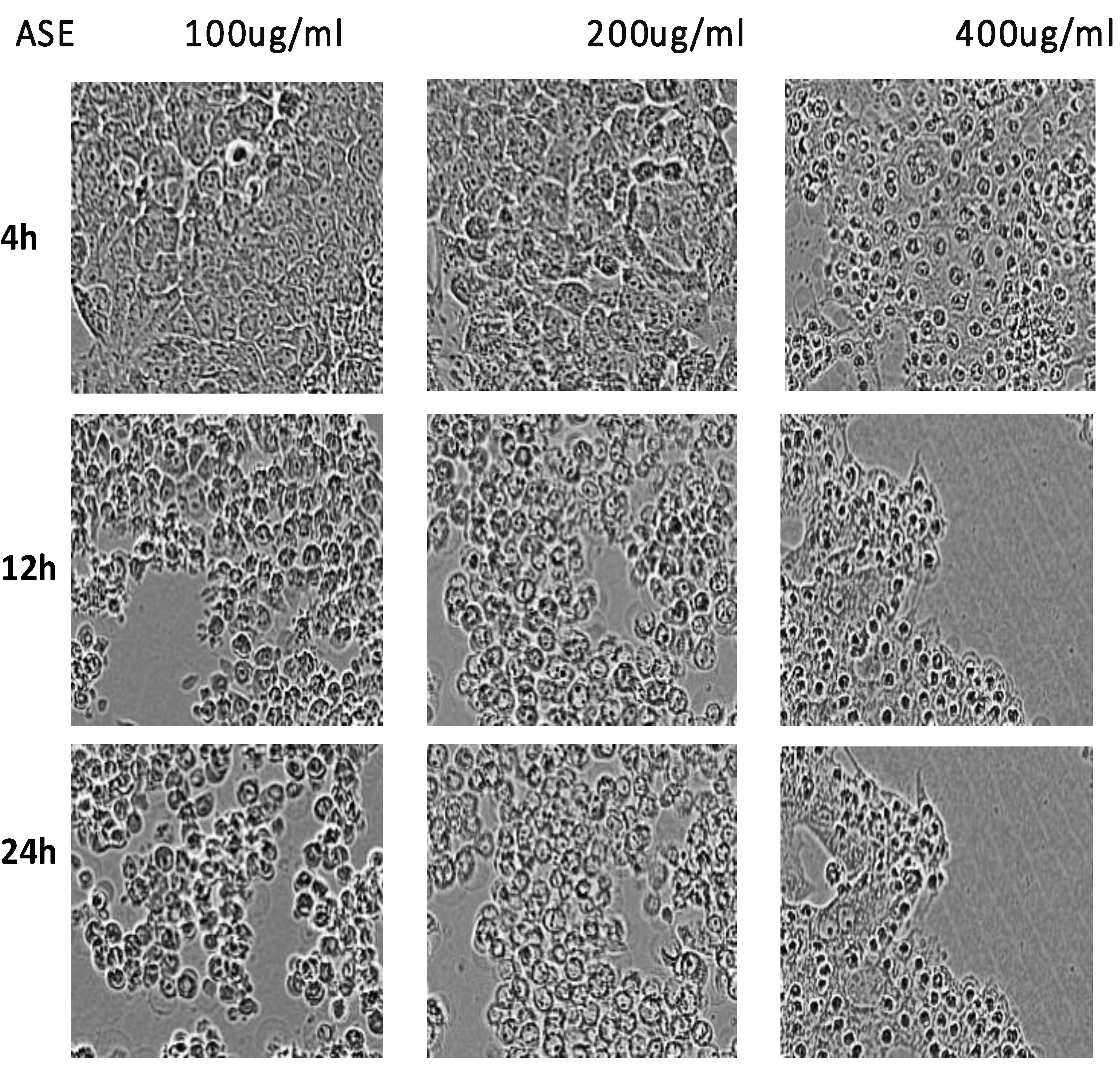 Preprints 230229 g005 Preprints 230229 g005