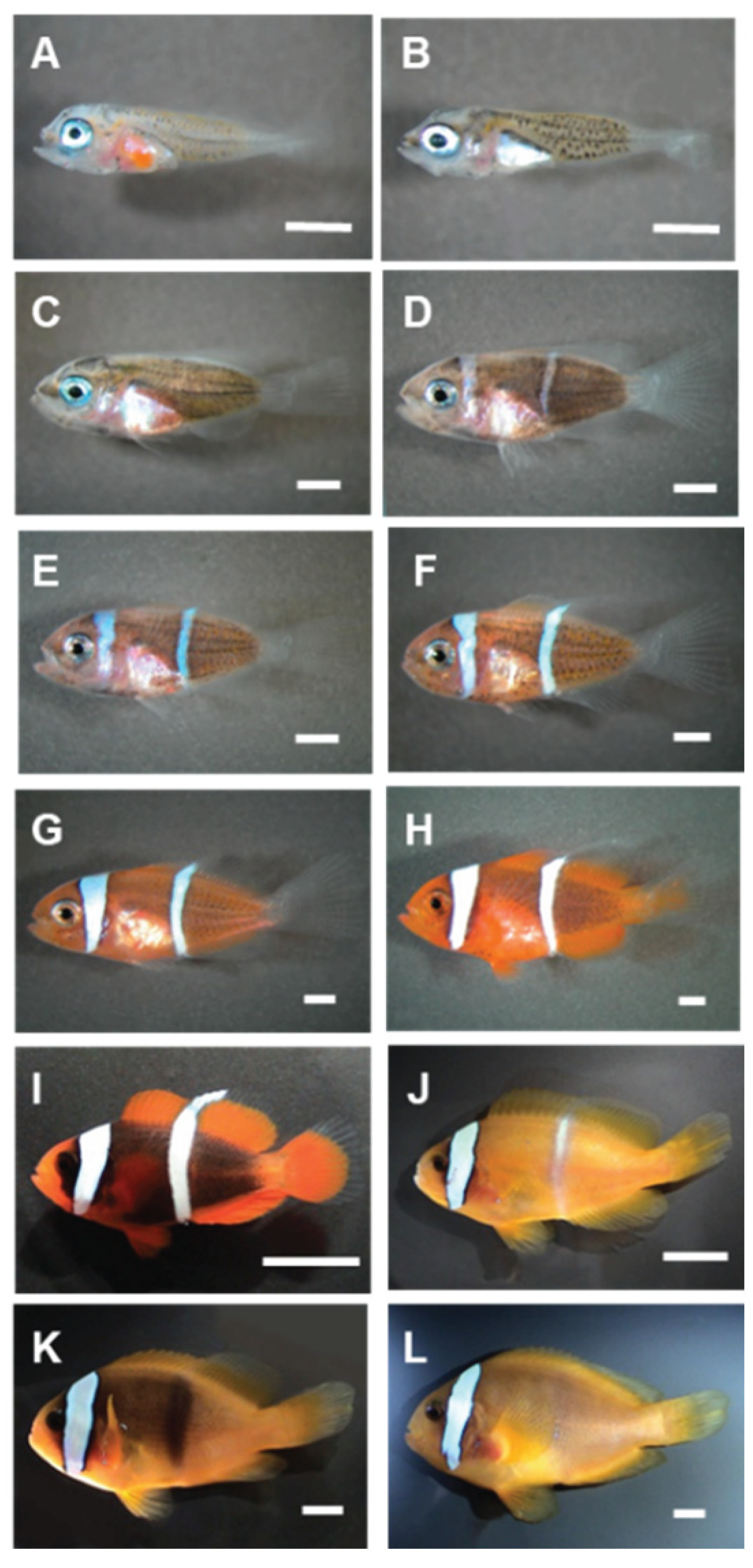 Preprints 171258 g001