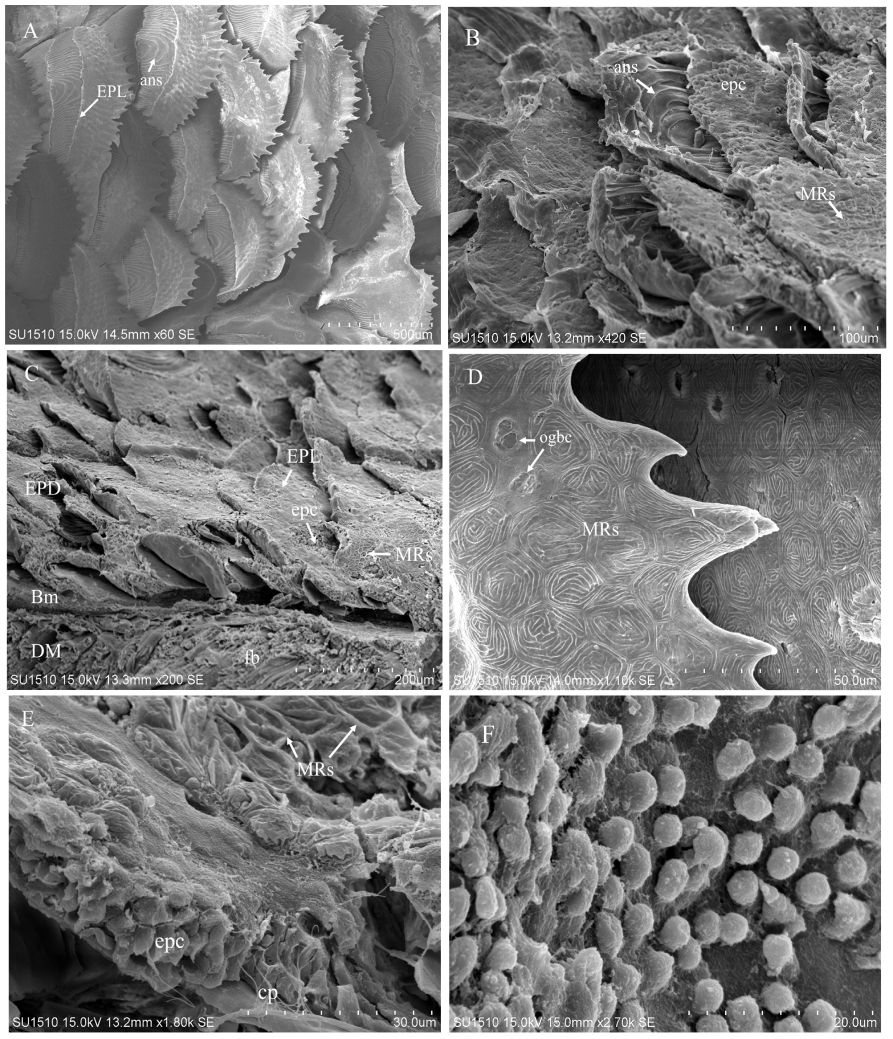 Preprints 171258 g003