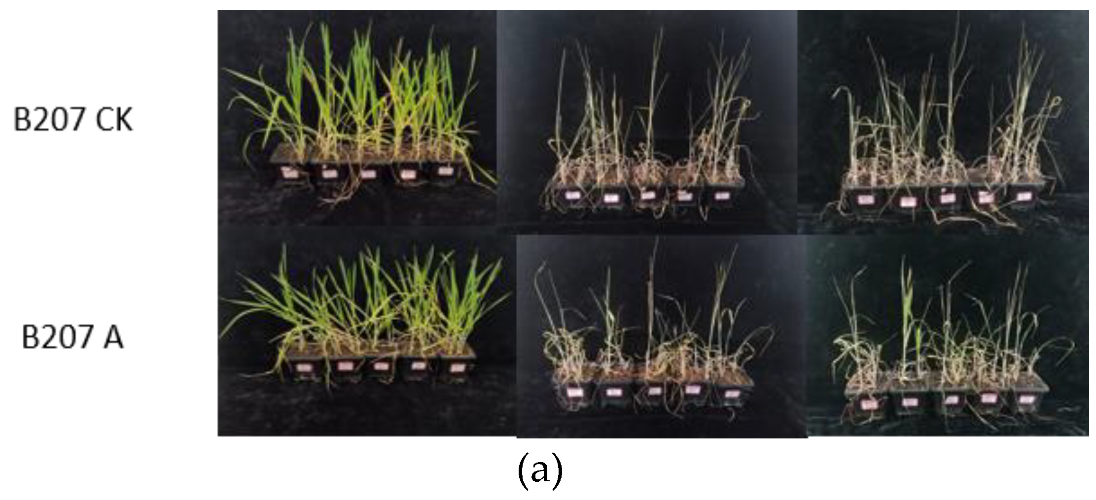 Preprints 180015 g006a