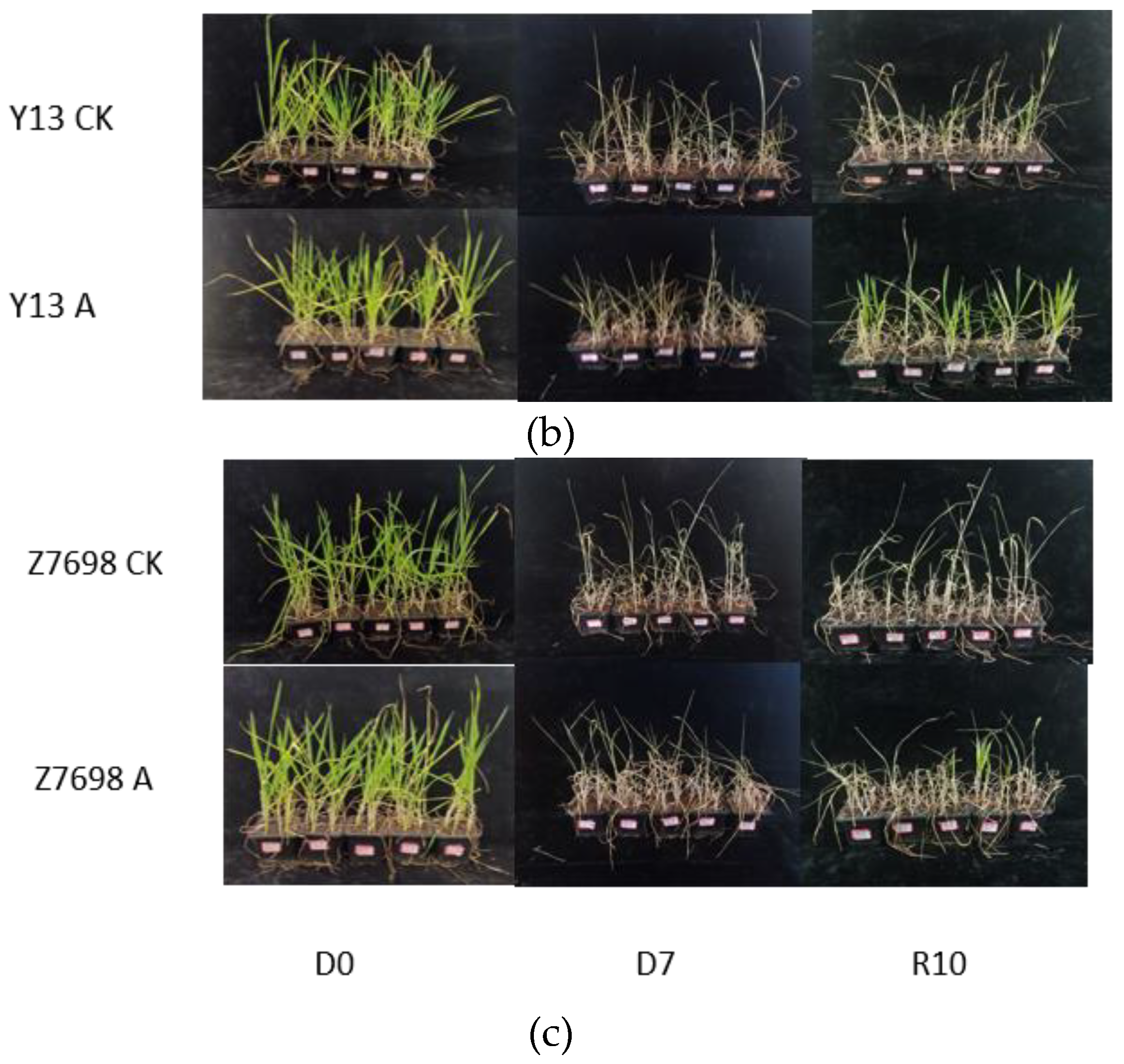 Preprints 180015 g006b