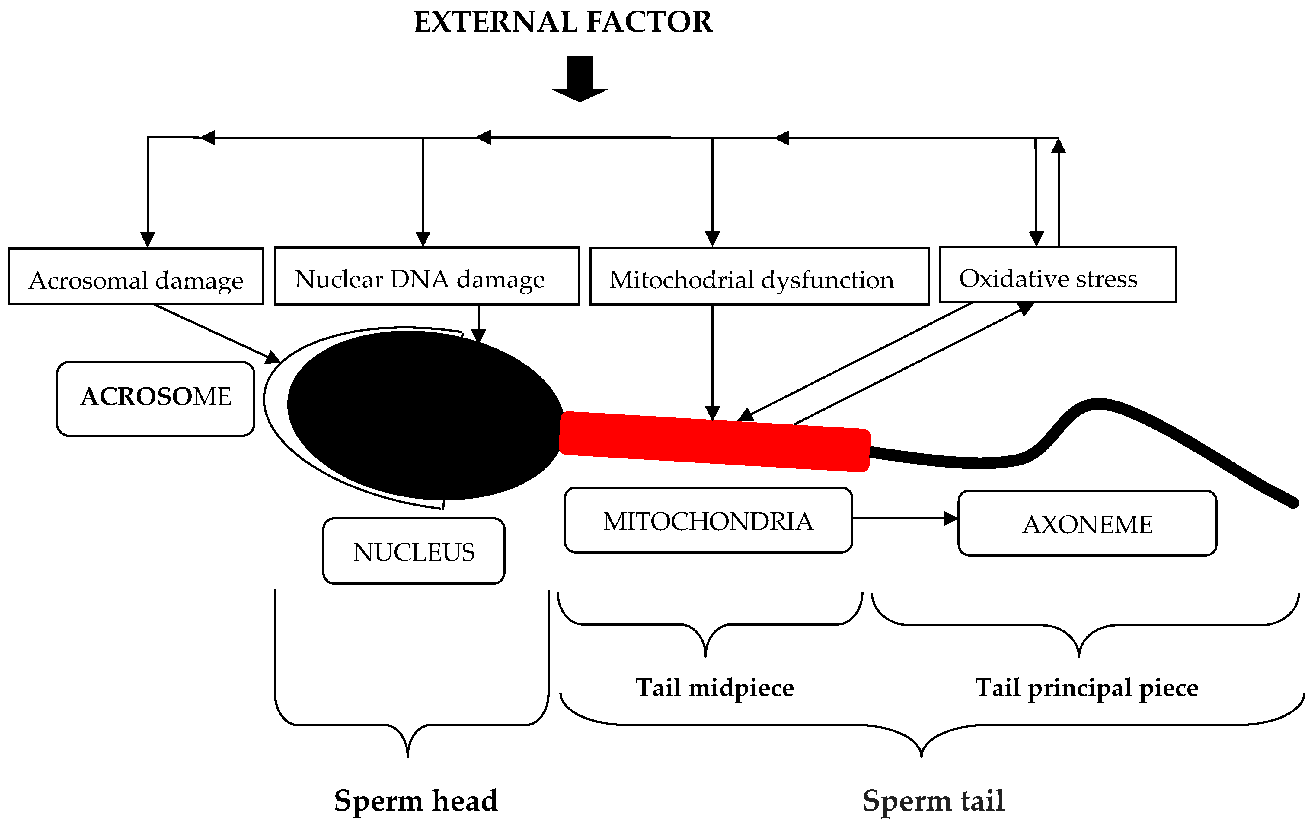 Preprints 152562 g001