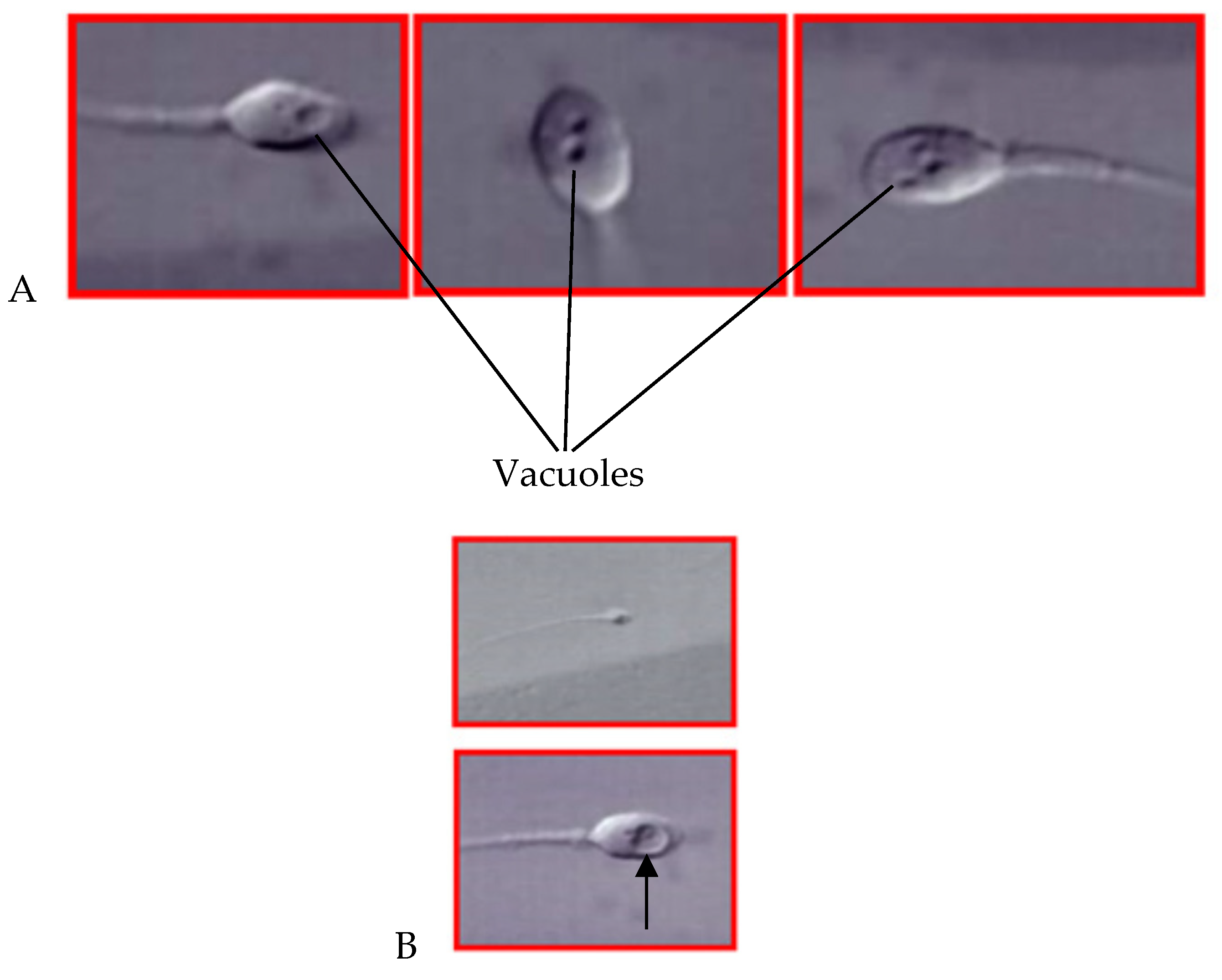 Preprints 152562 g002