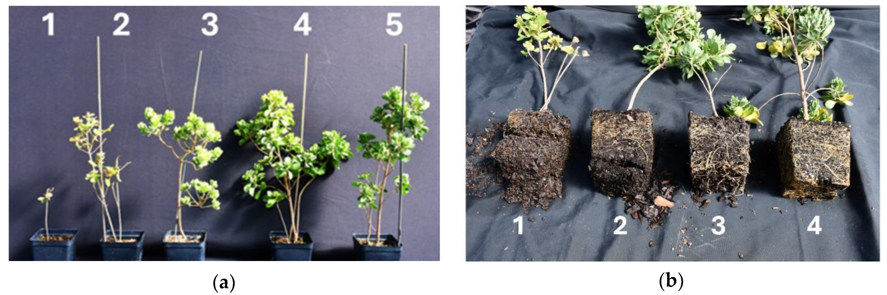 Preprints 169463 g002