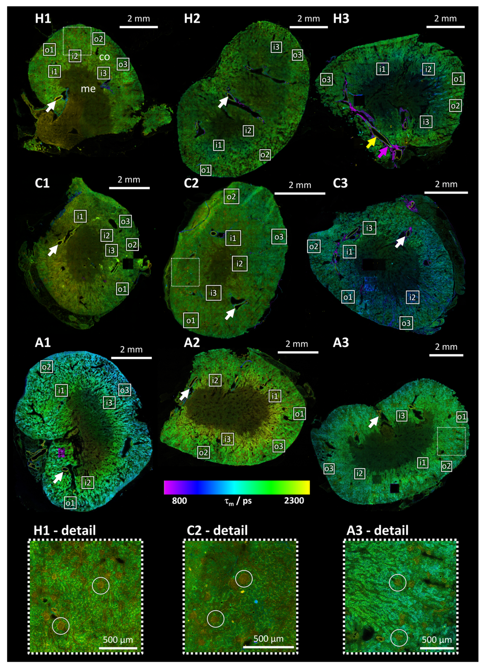 Preprints 142981 g001