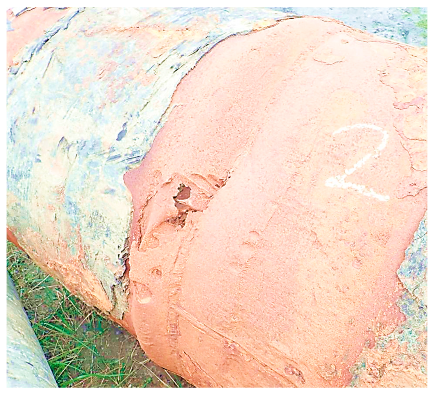 Preprints 141514 g004