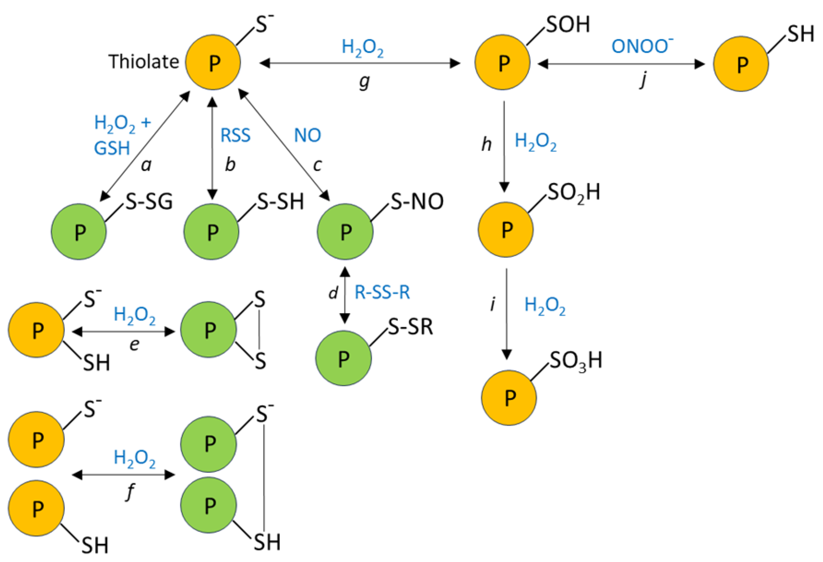 Redox-Based Mechanisms of O2 Sensing in Hypoxic Pulmonary Vasoconstriction;  Where Are We Now?[v1] | Preprints.org