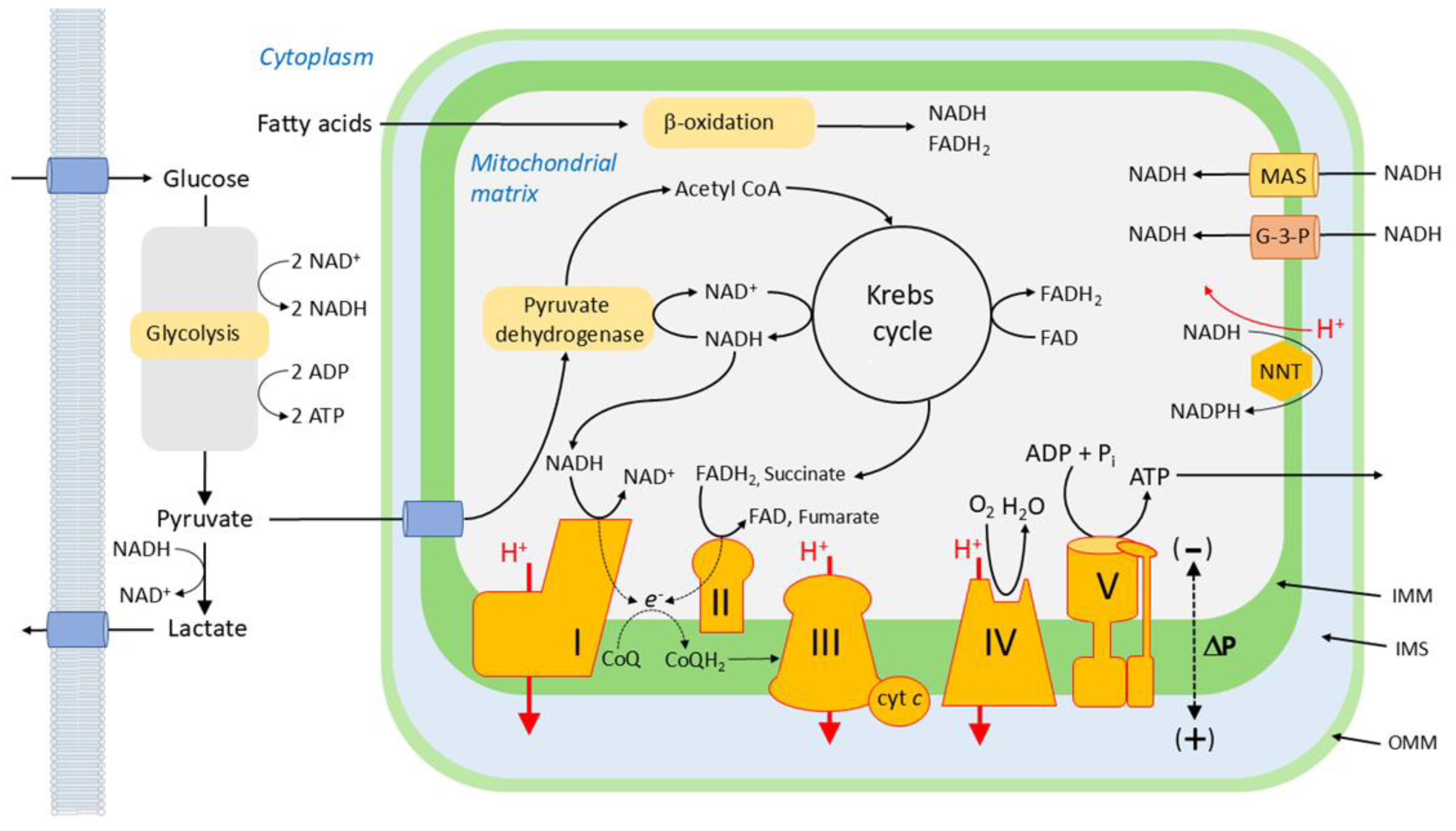 Preprints 191451 g004
