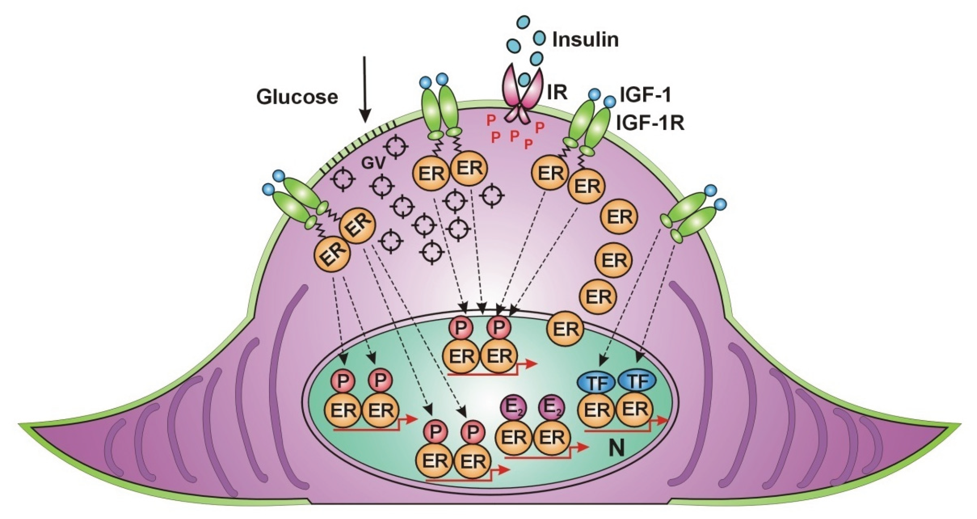Preprints 182498 g002
