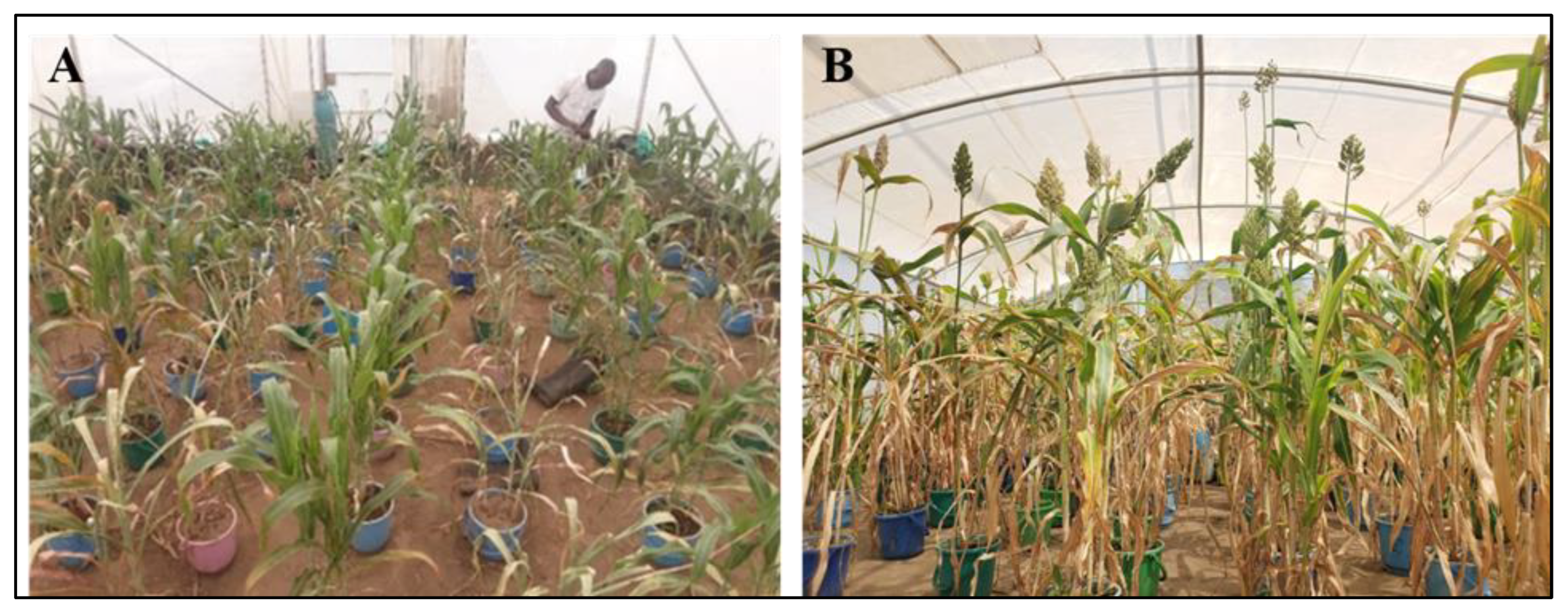 Preprints 172584 g001