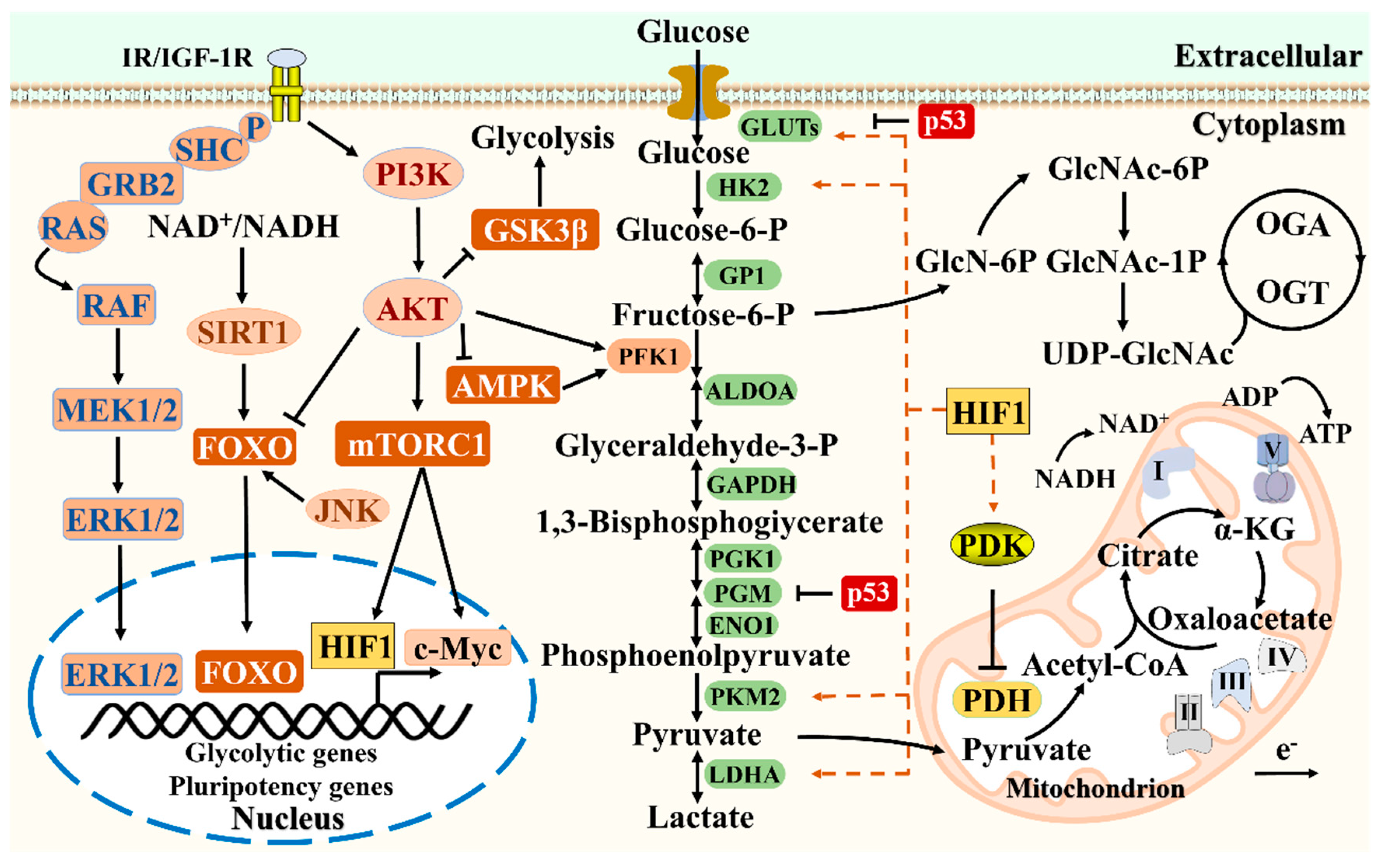 Preprints 106448 g004