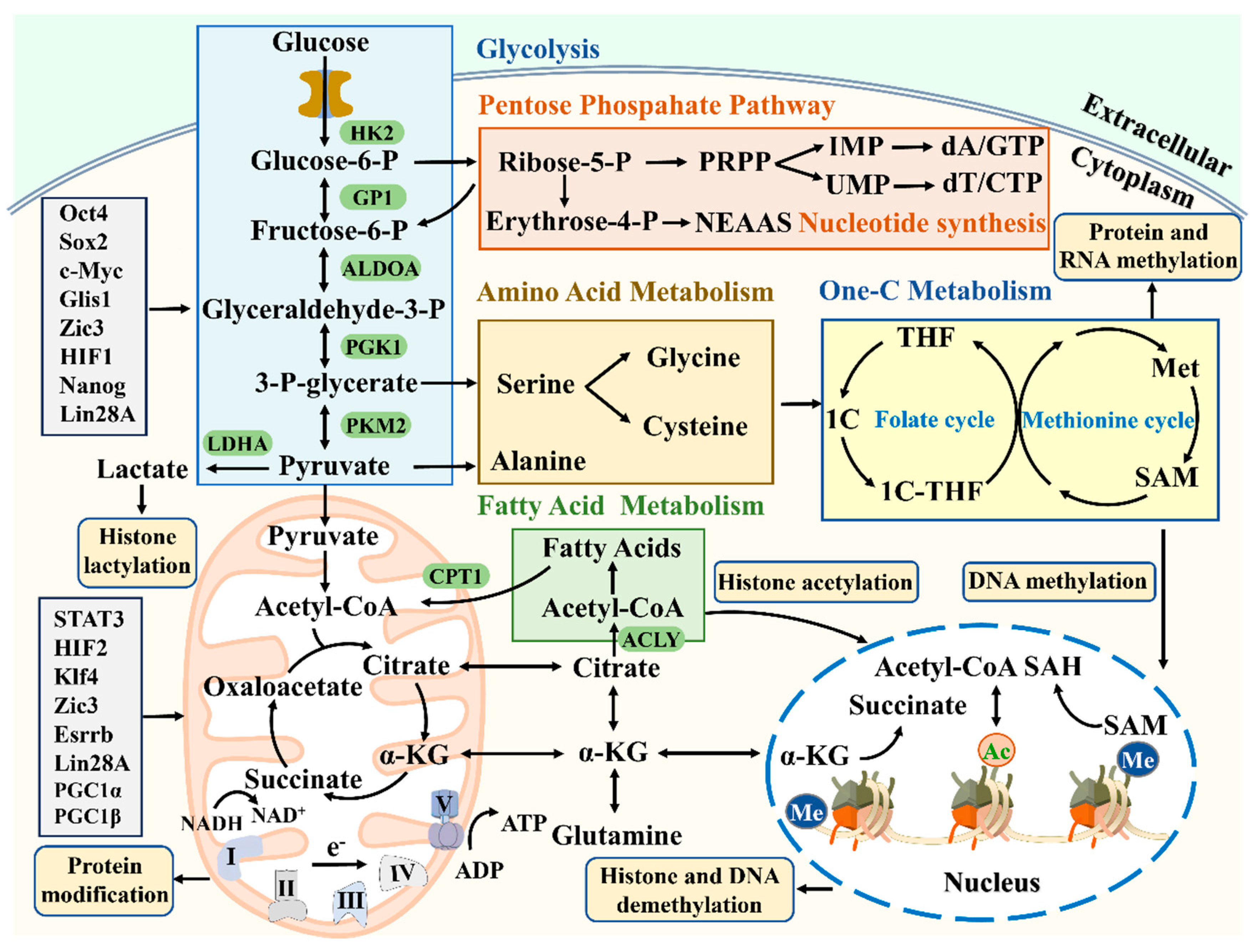Preprints 106448 g005