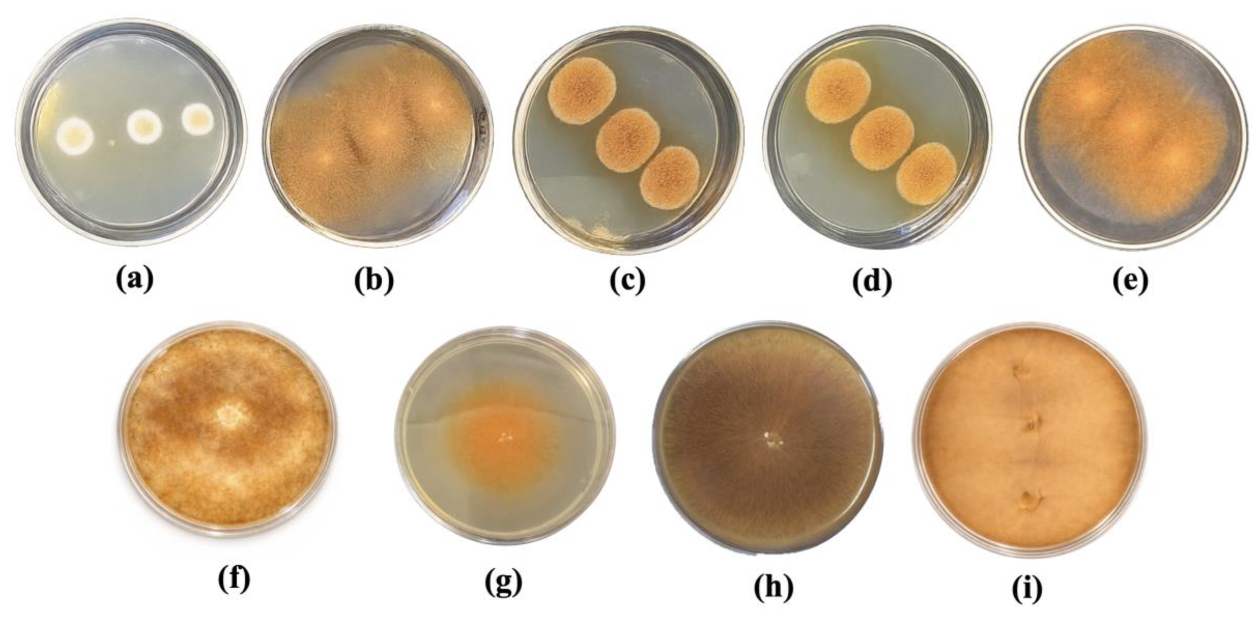 Preprints 216731 g001