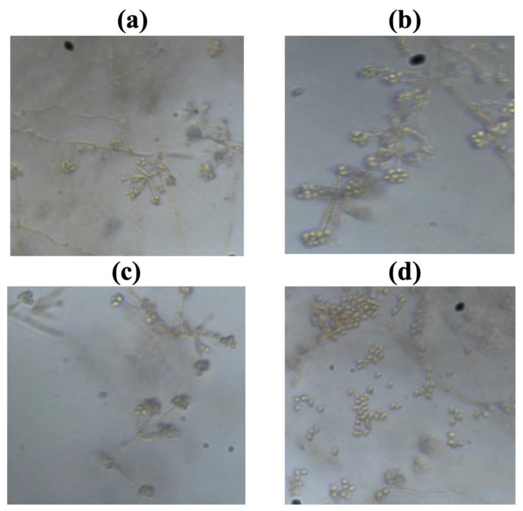 Preprints 216731 g002