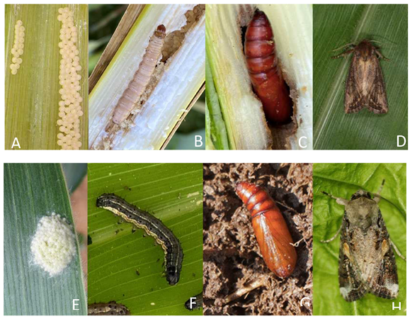 Preprints 90259 i001