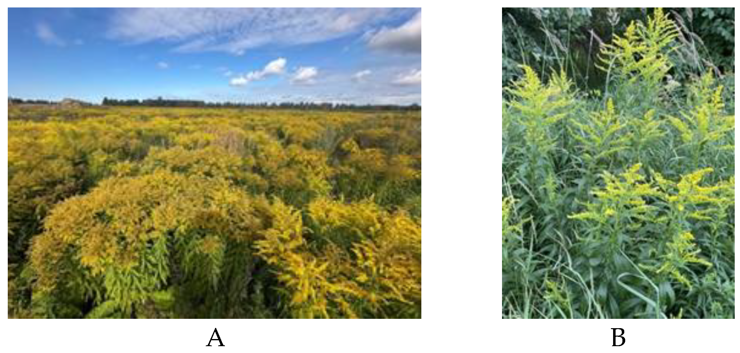 Preprints 187582 g001