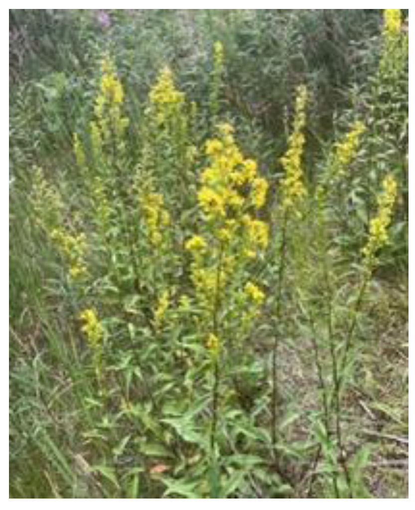 Preprints 187582 g002