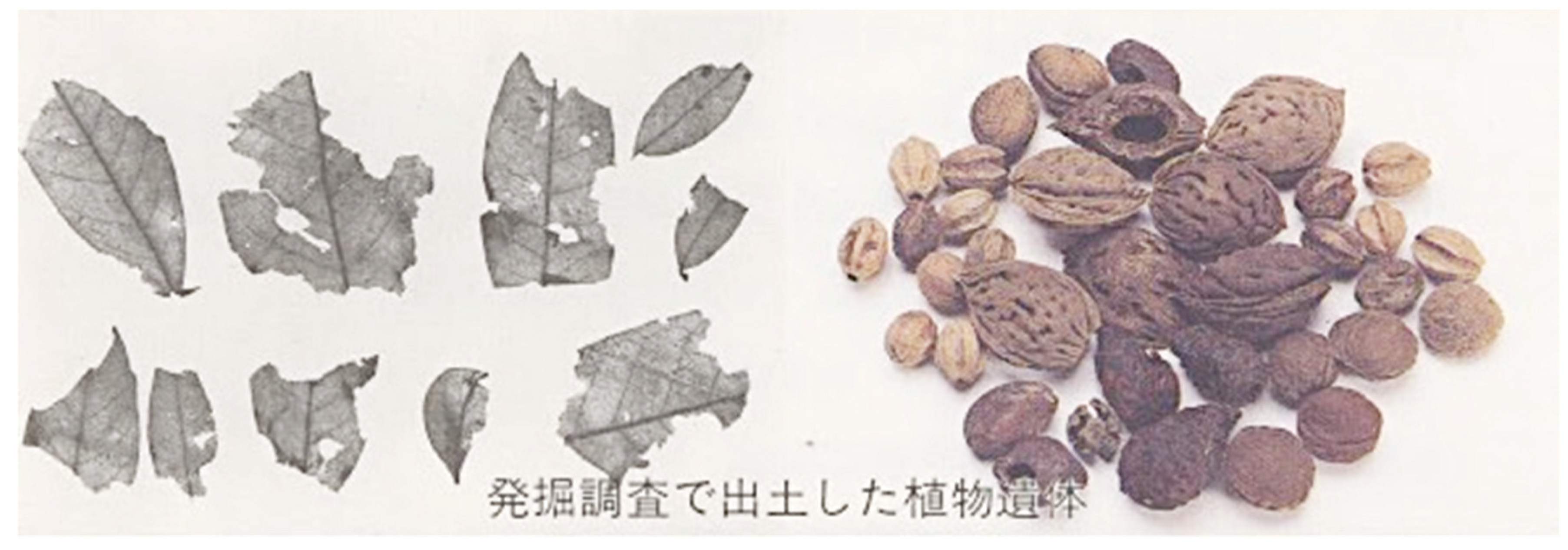 Preprints 88380 g029